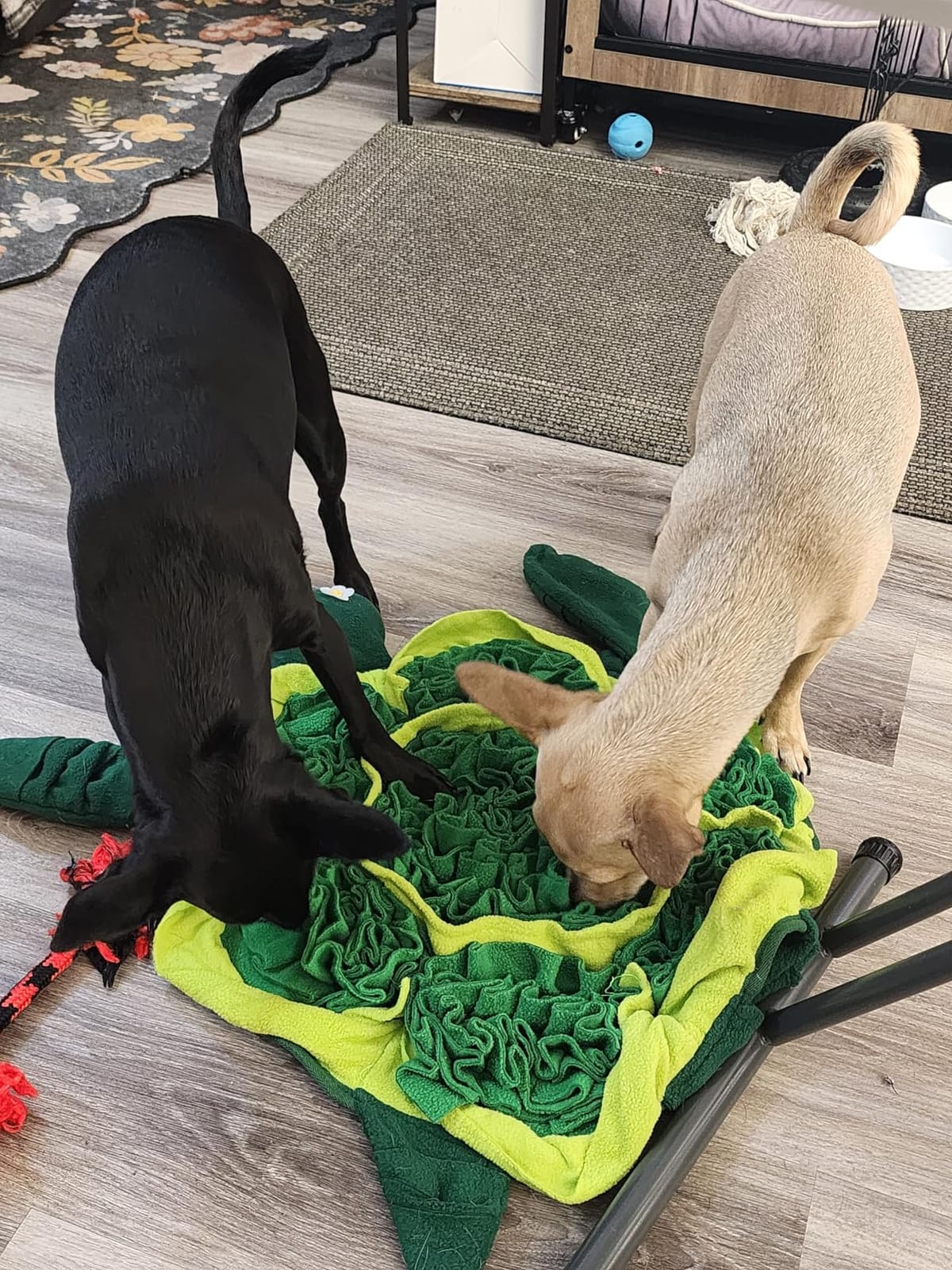 Snuffle Mat for Dogs - Interactive Puzzle Feeding Game for Stress Relief & Foraging Skills | Dog Toys to Keep Them Busy | Small/Medium/Large Dogs Turtle Design customer photo 2