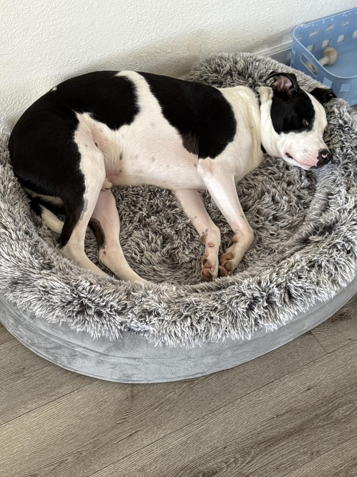 iweepet Fluffy Calming Orthopedic Dog Beds for Large & Extra Large Dogs, Supportive Dog Sofa Bed with 3.7 inch 28D Egg-Crate Foam, Removable Washable Plush Cover, Waterproof Lining, 44'', Grey customer photo 1