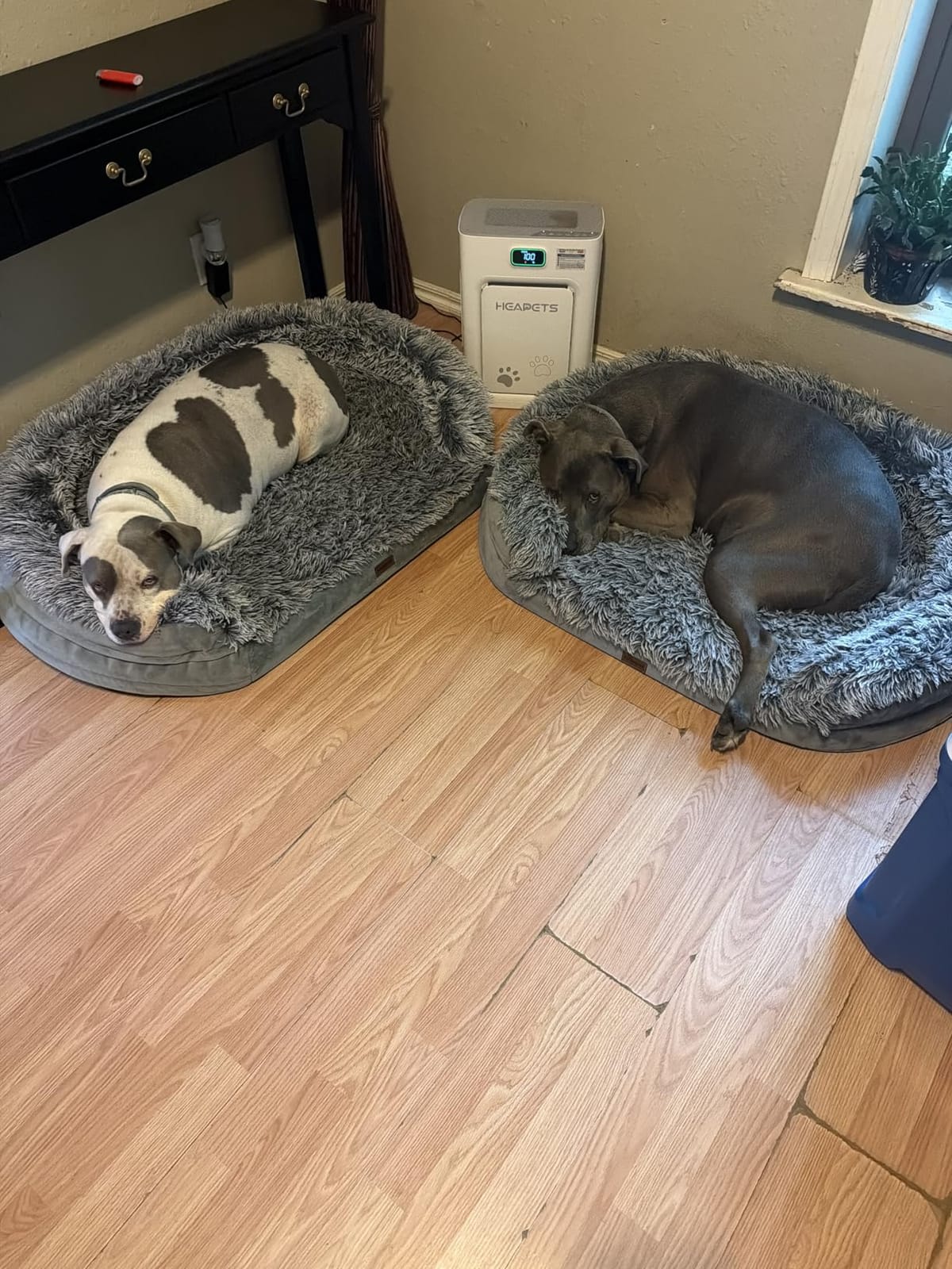 iweepet Fluffy Calming Orthopedic Dog Beds for Large & Extra Large Dogs, Supportive Dog Sofa Bed with 3.7 inch 28D Egg-Crate Foam, Removable Washable Plush Cover, Waterproof Lining, 44'', Grey customer photo 2