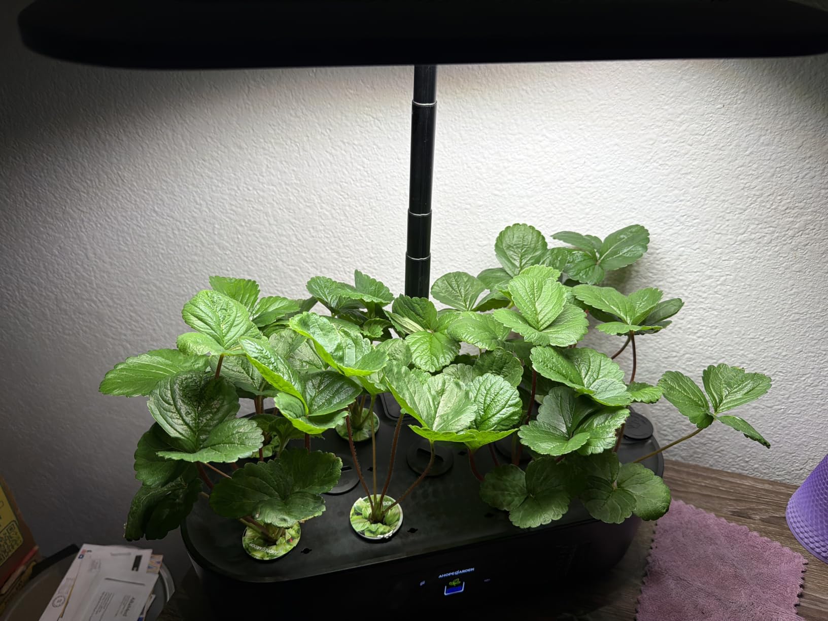 Ahopegarden Hydroponics Growing System Kit: 12 Pods with LCD Control Panel customer photo 1