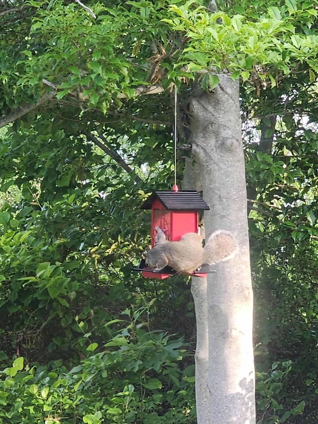 Squirrel Proof Bird Feeders for Outdoors with Weight-Activated, Metal 5LB Large Wild Bird Feeders for Cardinals,Blue Jay,Finch, Weatherproof Durable Hanging Bird Feeder for Backyard,Garden (Red) customer photo 1