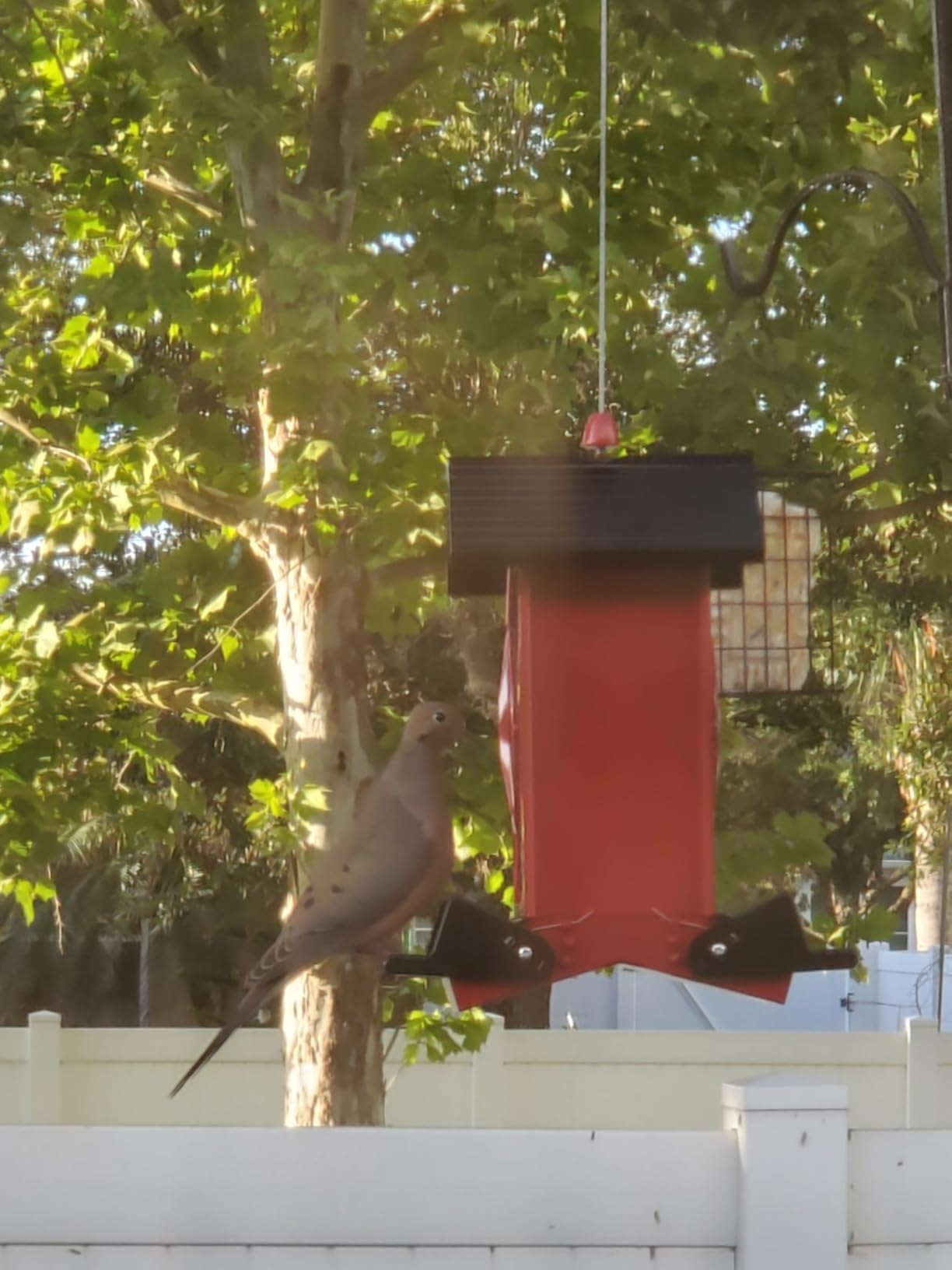 Squirrel Proof Bird Feeders for Outdoors with Weight-Activated, Metal 5LB Large Wild Bird Feeders for Cardinals,Blue Jay,Finch, Weatherproof Durable Hanging Bird Feeder for Backyard,Garden (Red) customer photo 2