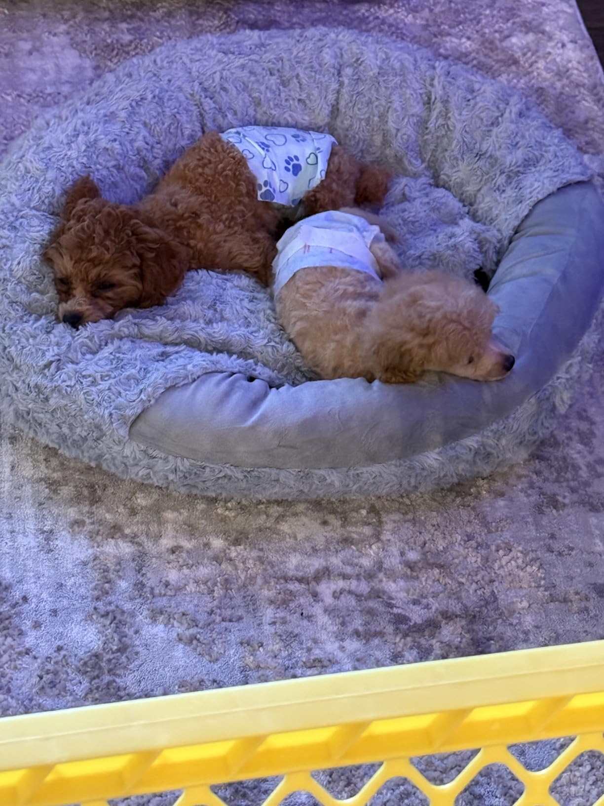 JOEJOY Small Dog Cat Bed With Hooded Blanket, Cozy Cuddler Luxury Puppy Pet Donut Round Calming Anti-Anxiety Burrow Cave - Anti-Slip Bottom, Machine Washable, 23 Inch customer photo 1