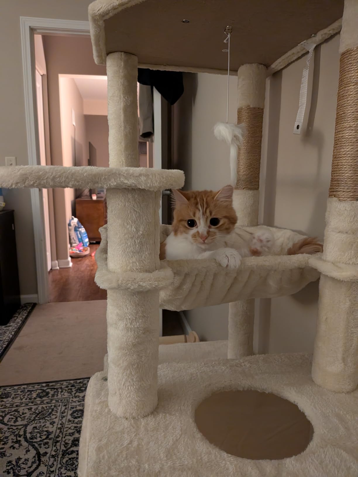 Globlazer Heavy Duty Cat Tree, 70 inch Sturdy Cat Tree for Indoor Cats Extra Large Cat Tower with Scratching Post, Hammock, Cat Condo for Adult Cats Kittens, F70 Pro, Light Grey customer photo 2