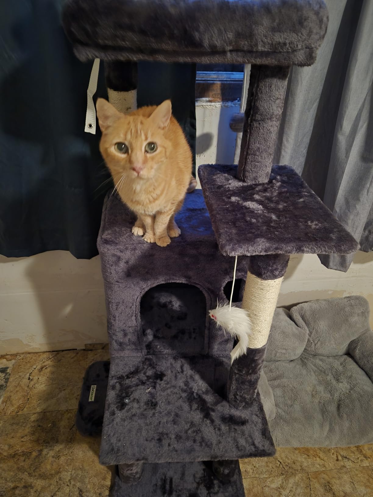 Globlazer Cat Tree Tower for Indoor Cats Large Adult, FC50, Light Grey, 50-inch Adult Cat Tree House with Steps, Scratching Post, 2 Cat Caves, Dangling Toys customer photo 2