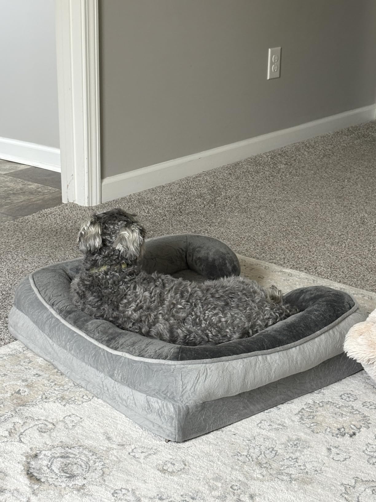 Spotted Play Orthopedic Dog Bed with Sides - Dog Sofa Beds for Small Dogs, Supportive Foam Pet Couch Bed with Washable Removable Cover, Waterproof Lining and Non-Slip Bottom, Grey - S customer photo 2