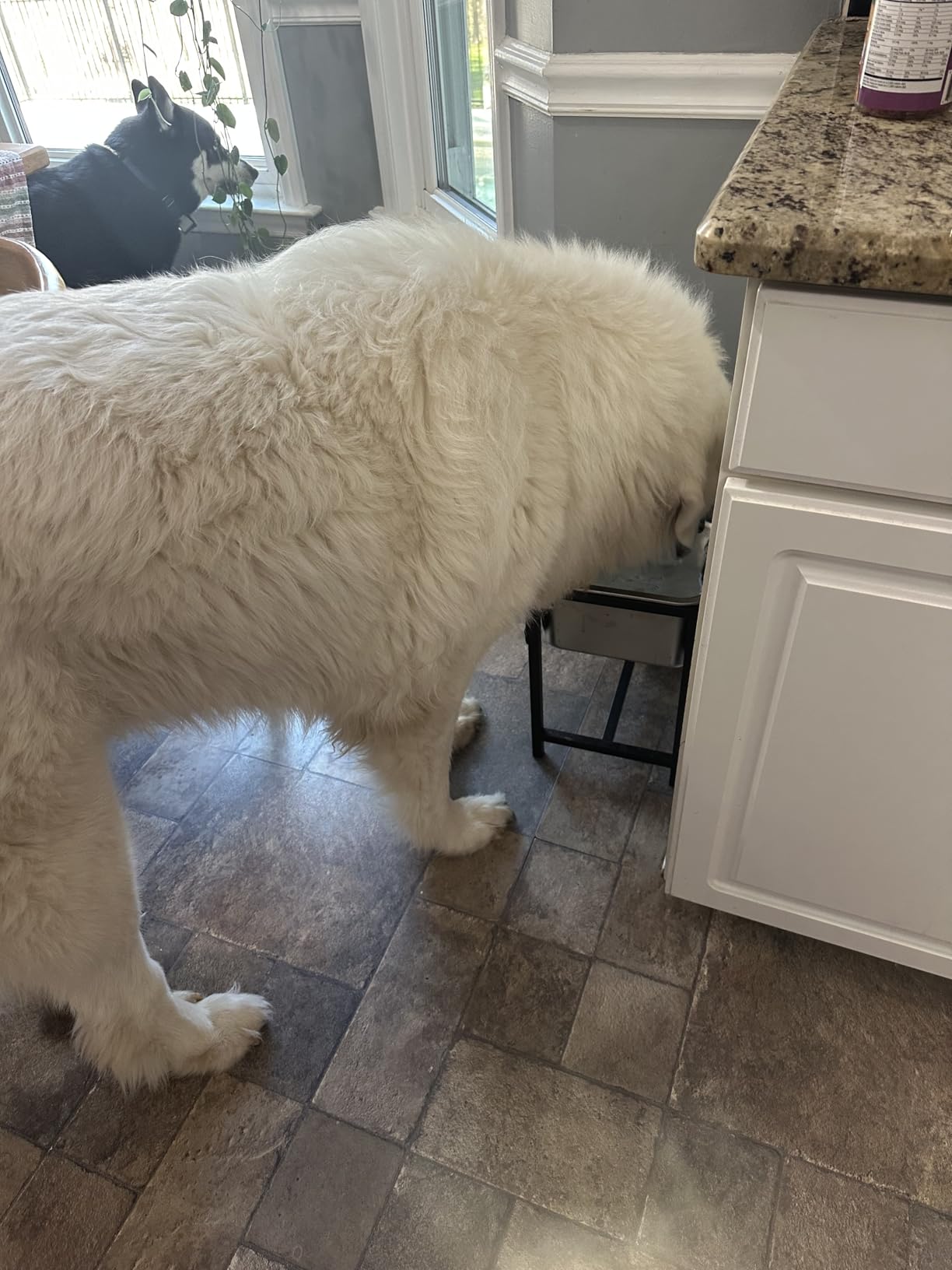 2.5 Gallon Elevated Dog Water Bowl for Large Breeds, 14.2