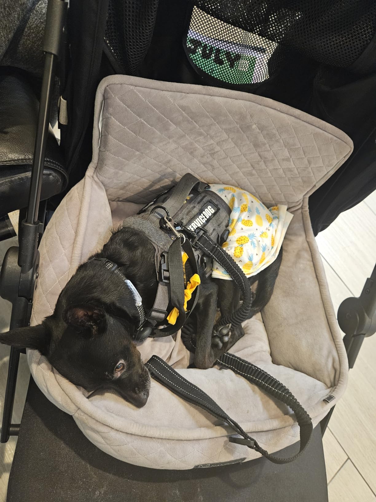 Dog Stroller for Large Dogs One-Click Folding 4 Wheel Foldable Dog Stroller for 2 Dogs with Storage Pocket Suitable for Pets Up to 80LBS (Black, Large) customer photo 2