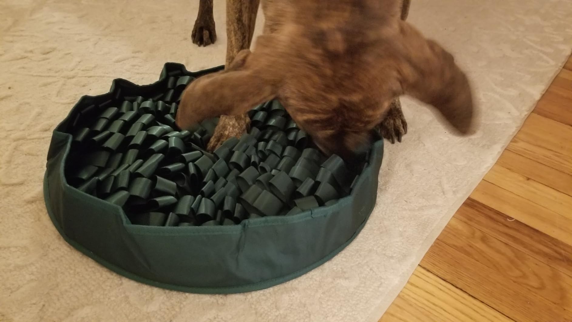 Reggie Snuffle Mat for Dogs, for Calming Support, Reducing Speed Eating, and Mental Stimulation, Durable & Easy to Clean Sniff Mat for Dogs, 20