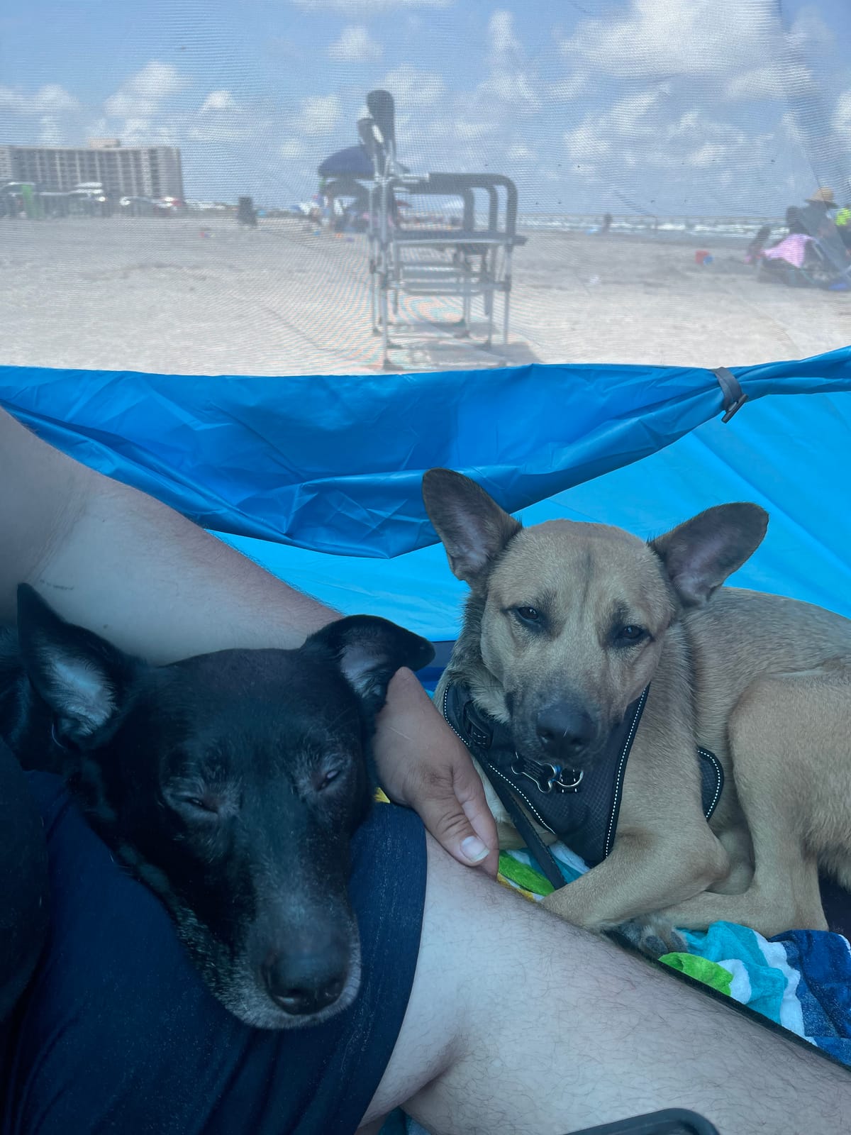 NXONE Beach Tent Sun Shelter, UPF 50+ UV Protection, Easy Setup | Family Beach Shade, Wind Resistant Design, Breathable Mesh Ventilation, Portable Carry Bag, Beach Camping Use customer photo 1
