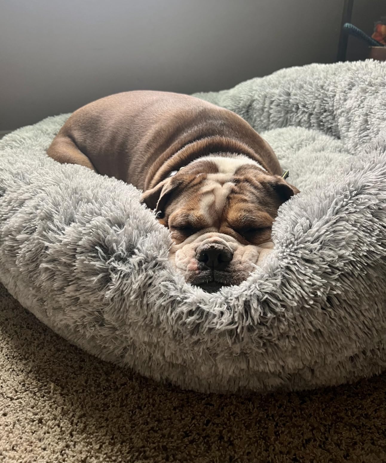 36 inches Faux Fur Fluffy Donut Dog Bed for Large Dogs, Dark Grey | Calming Plush Round Pet Bed with Removable & Washable Cover, Fits up to 80 lbs Pets customer photo 1