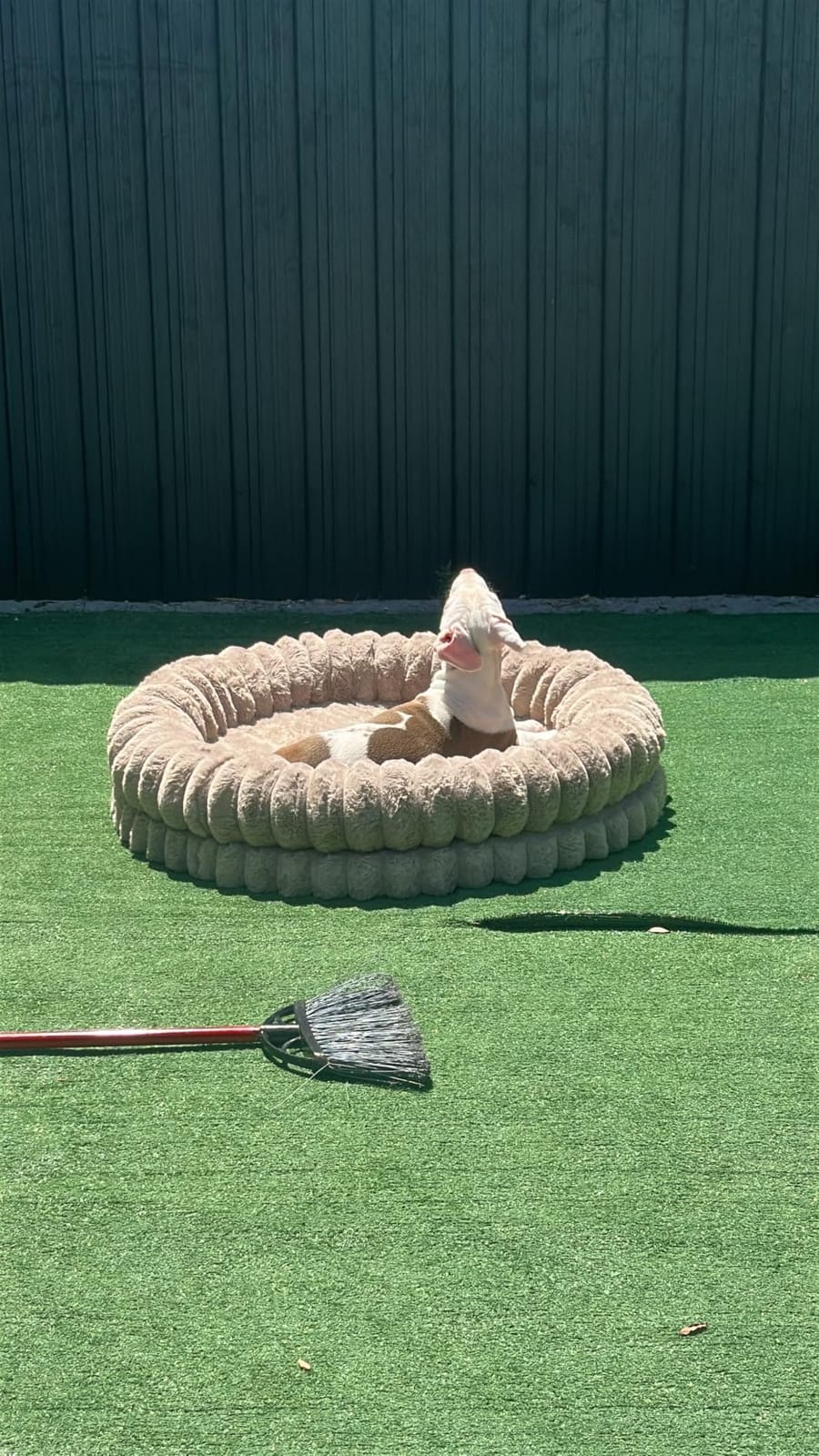 BALANCE Luxury Donut Dog Bed, 36 Inches Round Dog Beds Large Sized Dogs Washable, Orthopedic Calming Dogs Bed for Pets with Anti-Slip Bottom, Oatmeal customer photo 2