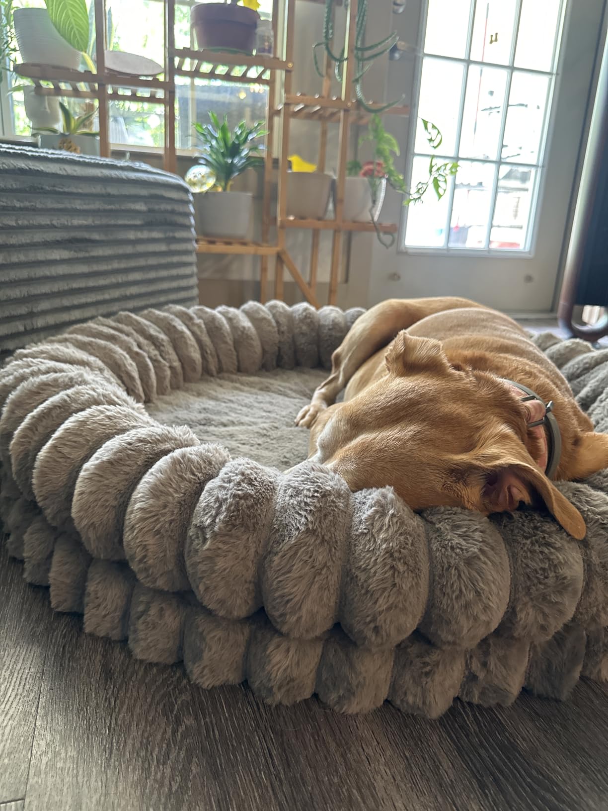 BALANCE Luxury Donut Dog Bed, 30 Inches Round Dog Bed Medium Size Dogs Washable, Orthopedic Calming Dogs Bed for Pets with Anti-Slip Bottom, Oatmeal customer photo 1