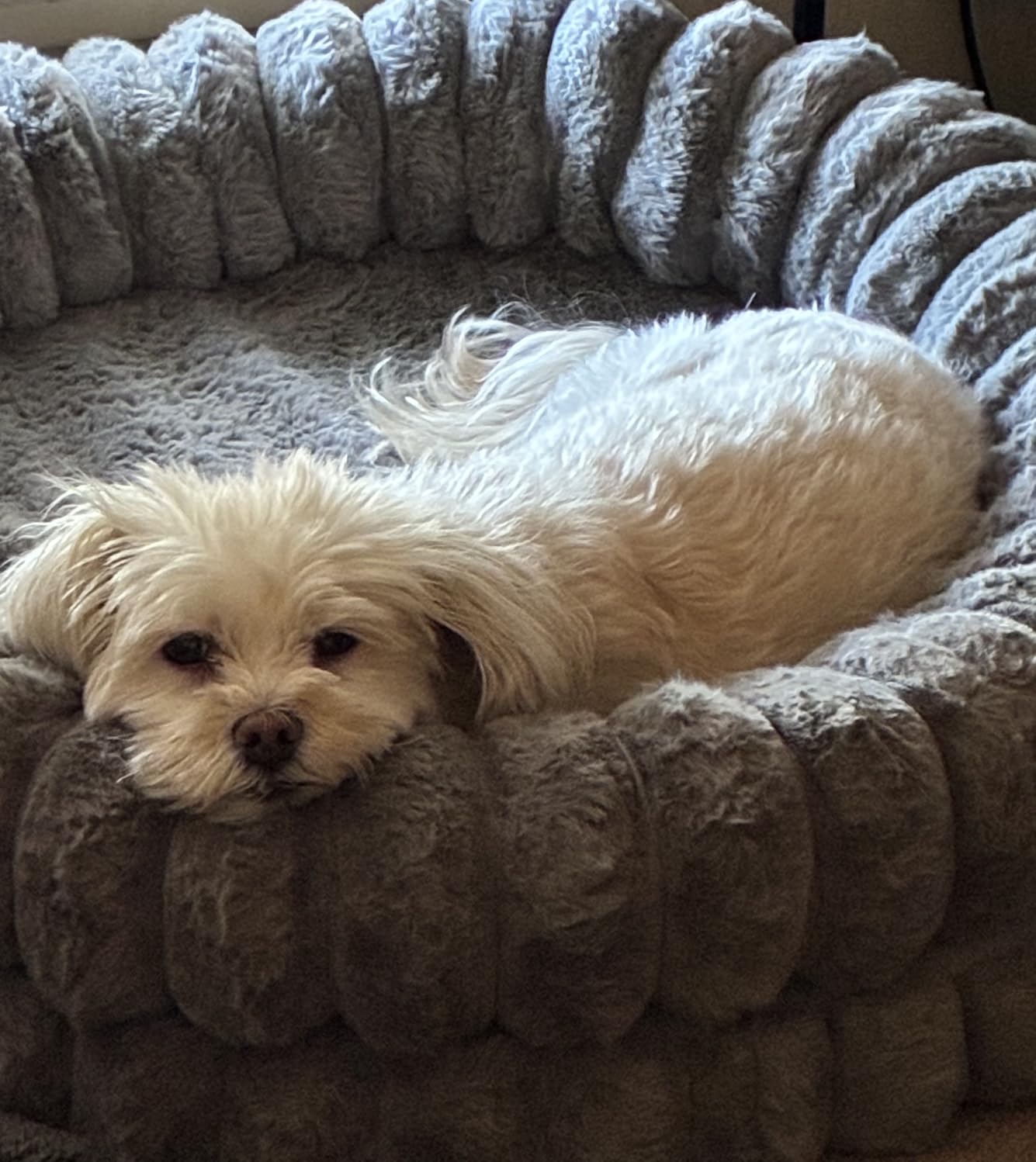 BALANCE Luxury Donut Dog Bed, 30 Inches Round Dog Bed Medium Size Dogs Washable, Orthopedic Calming Dogs Bed for Pets with Anti-Slip Bottom, Oatmeal customer photo 2