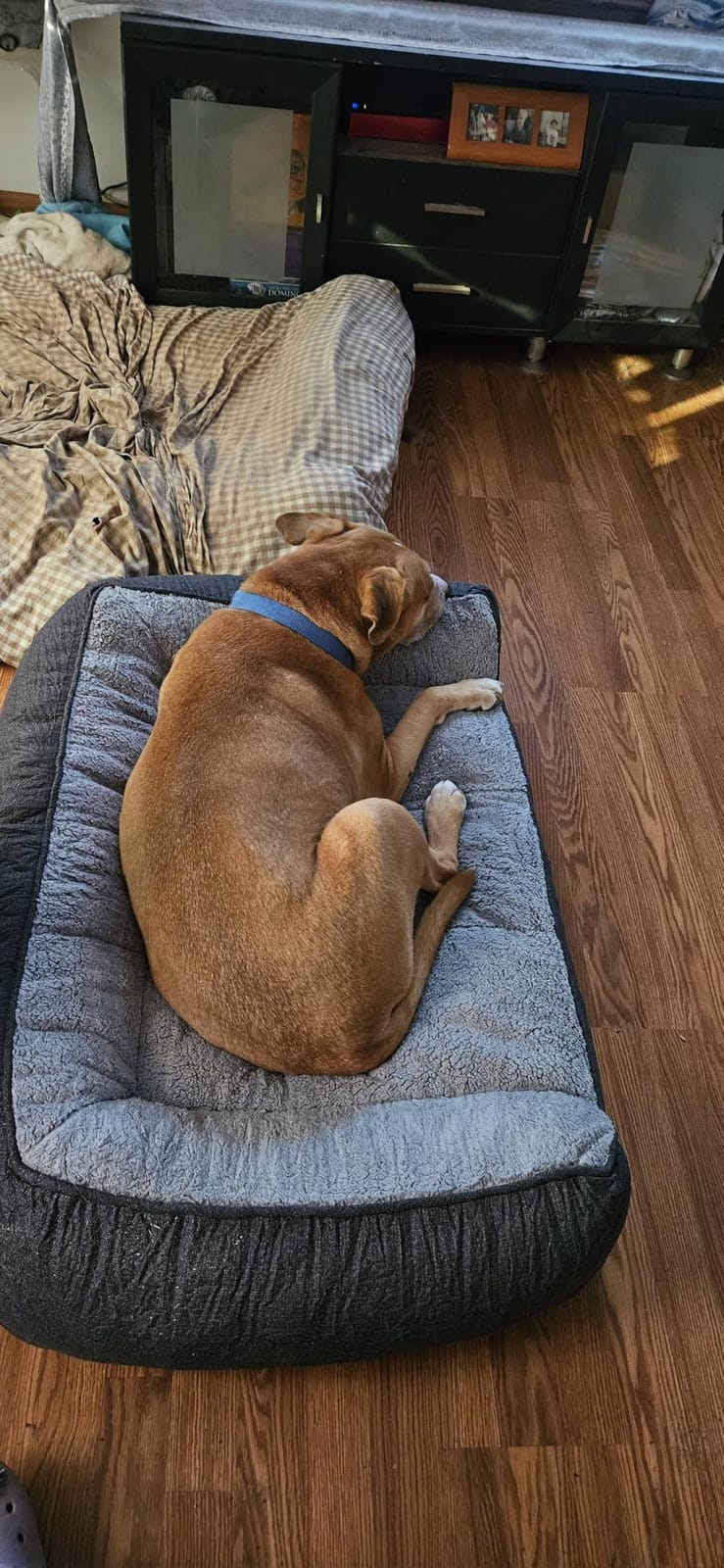 Bedsure SupportMax Extra Thick Orthopedic XL Dog Beds Large Sized Dog | 42