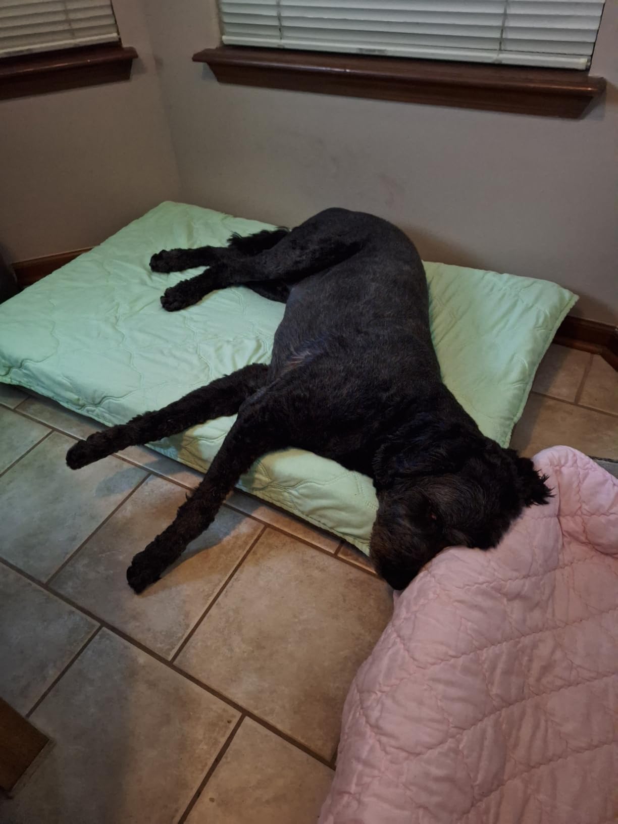 Veehoo Orthopedic Memory Foam Dog Bed for Senior Dogs, 7