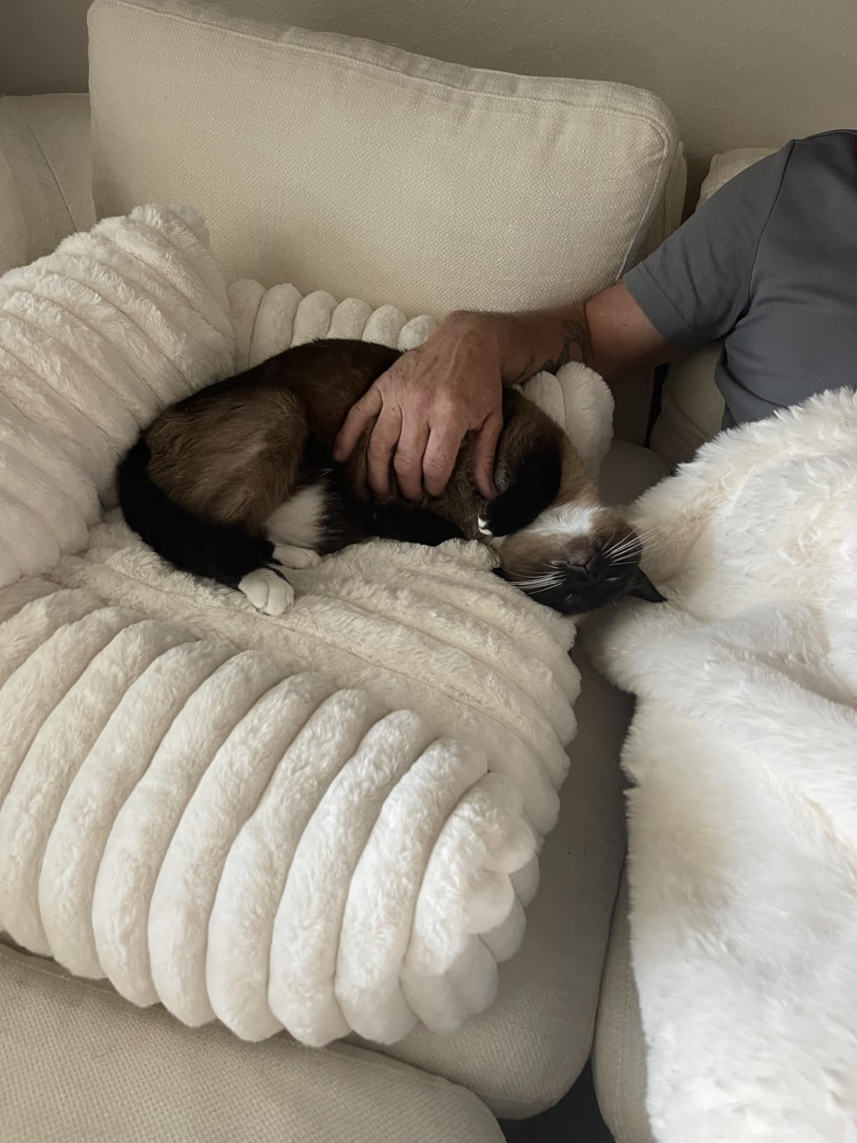 COZY KISS Cute Cat Couch, Fluffy Sofa Bed for Cats and Small Dogs, Premium Faux Rabbit Fur Cats beds for Indoor Cat, Ultra-Soft Supportive Pet Couch Furniture (Cream, S: 25.5''x17.5'') customer photo 1