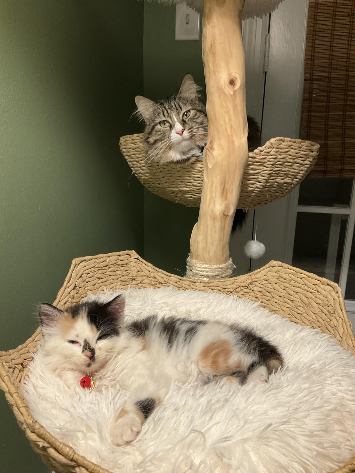 Modern Cat Tree Tower, 45