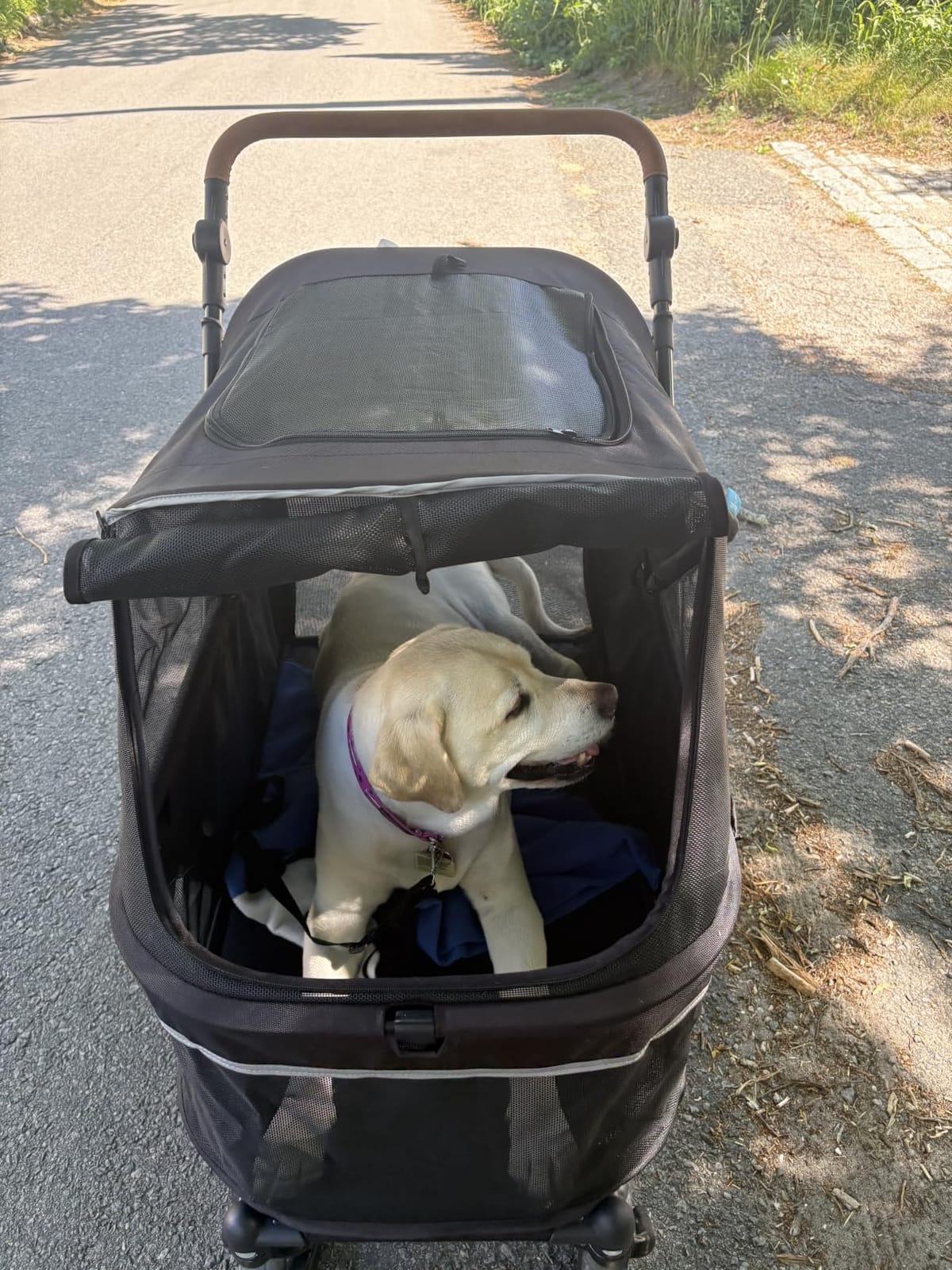 Zoosky Pet Stroller for Large Dogs up to 110lbs, Large Pet Stroller | Multiple Pets(31L), All-Terrain & Adjustable Handle & Mesh Dual-Window, 1680D Waterproof Oxford Fiber, Low Entry for Seniors customer photo 1