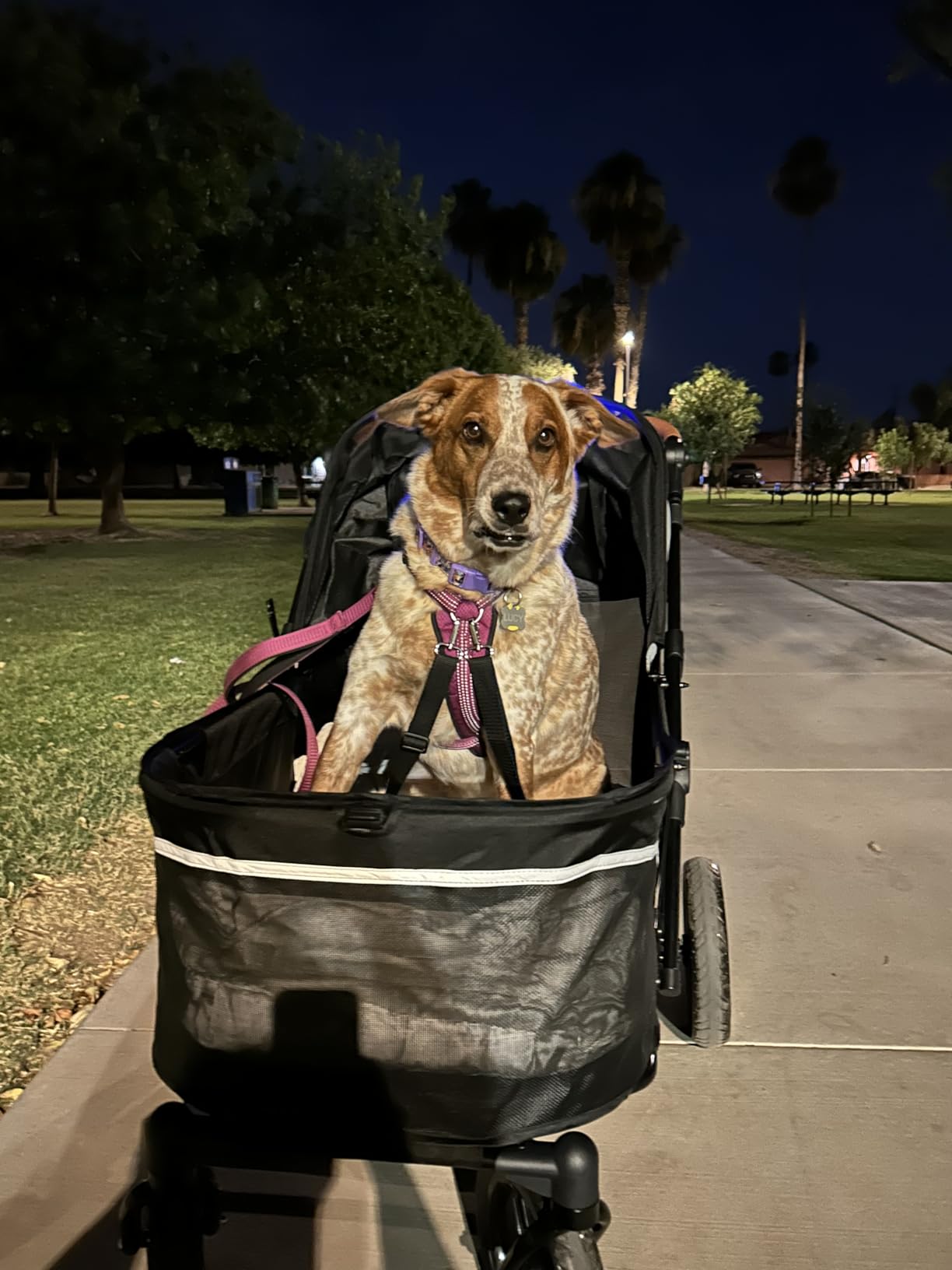 Zoosky Pet Stroller for Large Dogs up to 110lbs, Large Pet Stroller | Multiple Pets(31L), All-Terrain & Adjustable Handle & Mesh Dual-Window, 1680D Waterproof Oxford Fiber, Low Entry for Seniors customer photo 2