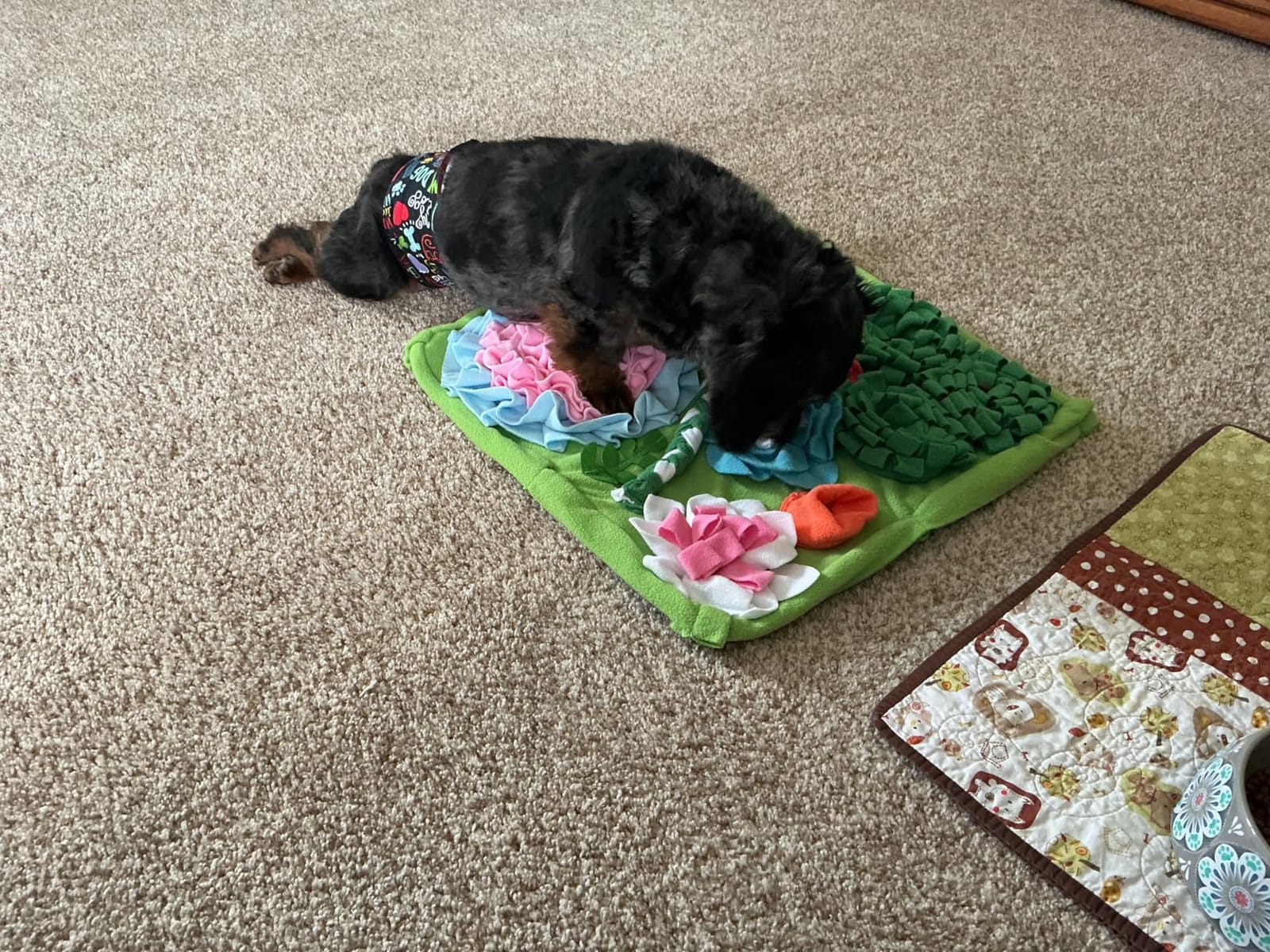 Snuffle Mat for Dogs, Slow Feeding Game Interactive Puzzle Dog Food Mat,Encourage Natural Foraging Skill-Dog Snuffle Mat 19.7''x19.7''Easy to Clean, Durable customer photo 2