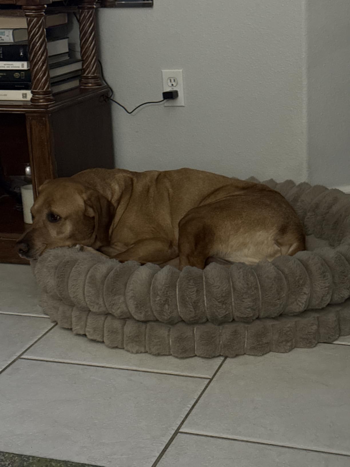 BALANCE Luxury Donut Dog Bed, 43 Inches Round Dog Beds Large Sized Dogs Washable, Orthopedic Calming Dogs Bed for Pets with Anti-Slip Bottom, Oatmeal customer photo 1