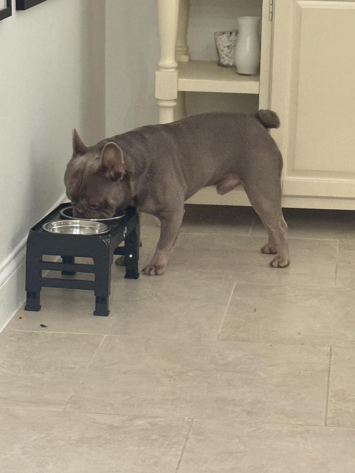 Elevated Dog Bowls for Large Dogs 5 Adjustable Heights 7.5
