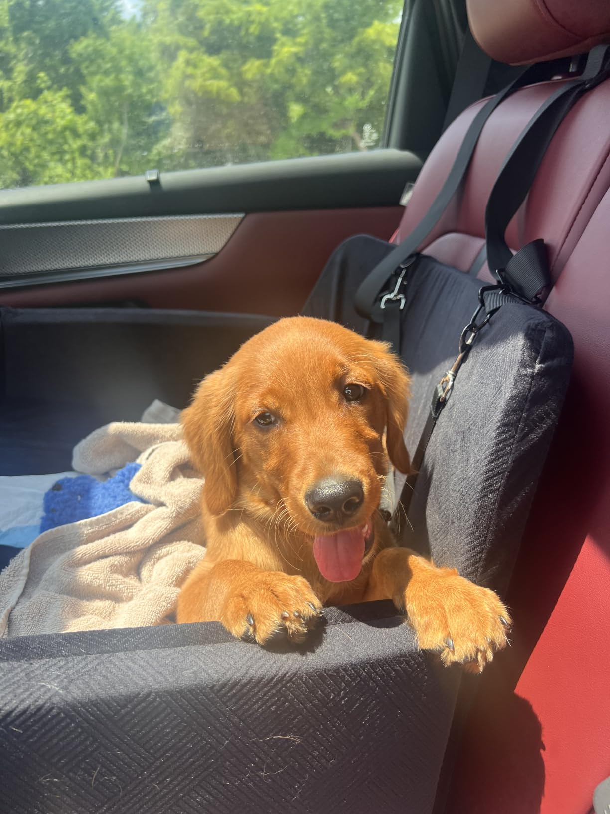 JOEJOY Dog Car Seats for Small Medium Dogs Under 35lbs, Dog Booster Seat with Detachable Washable Cover and Cushion, Memory Foam Pet Car Seat with Safety Belt and Storage Pockets (Black) customer photo 1