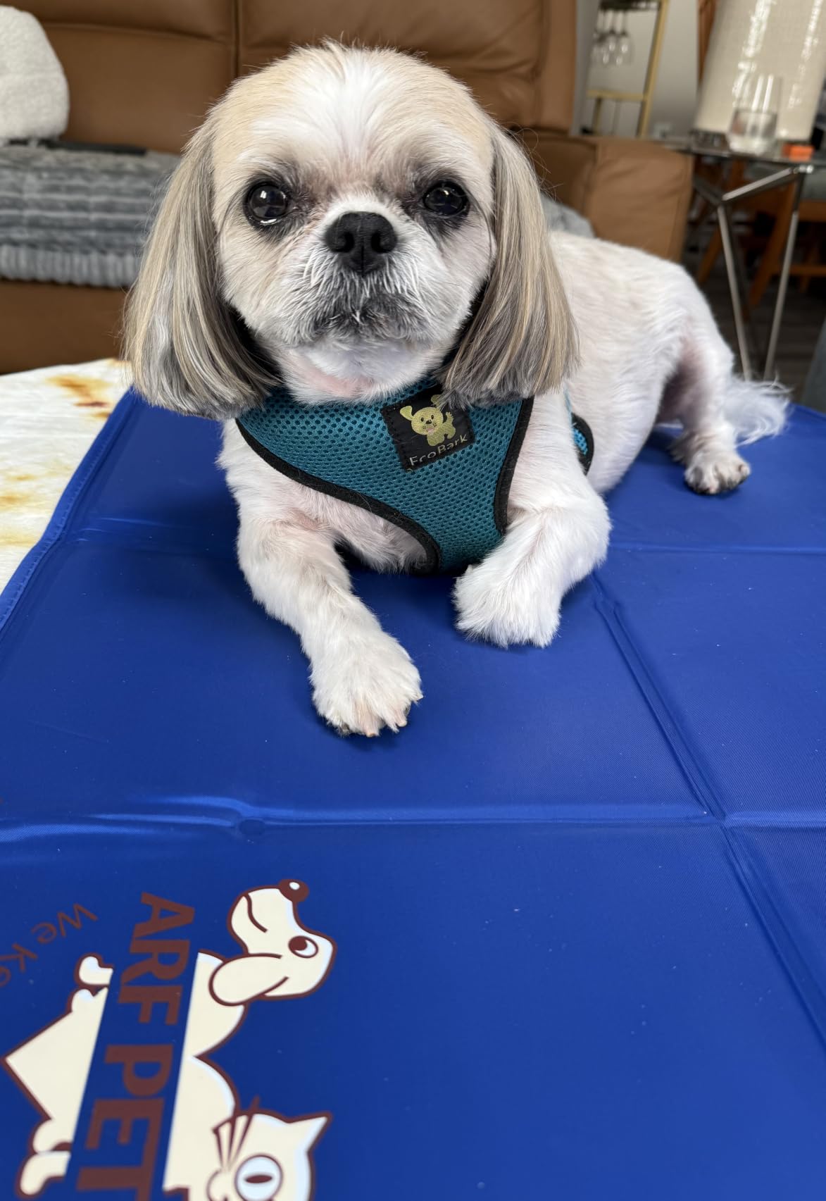 Arf Pets Dog Self Cooling Pet Bed Solid Gel Based | Durable & Non-Toxic | Includes a Foam Based Bolster Bed for Extra Comfort | Pressure-Activated customer photo 2