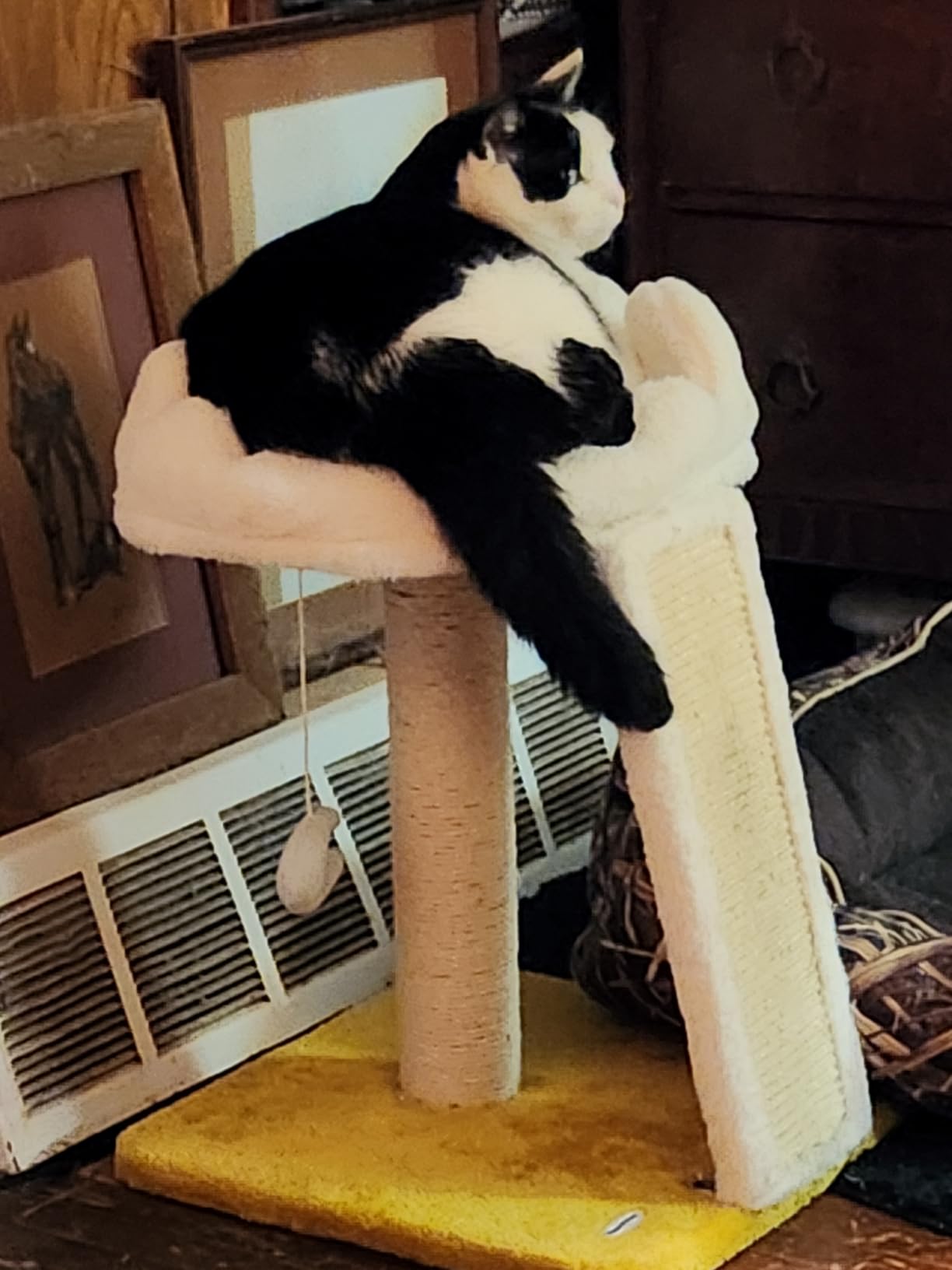 Happi N Pets Cat Tree, Cloud Cat Tower with Soft Bed, Cat Scratching Post & Pad with Larger Perch for Window Viewing, Small Cat Tree with Cute Toys, Bonus Catnip customer photo 1