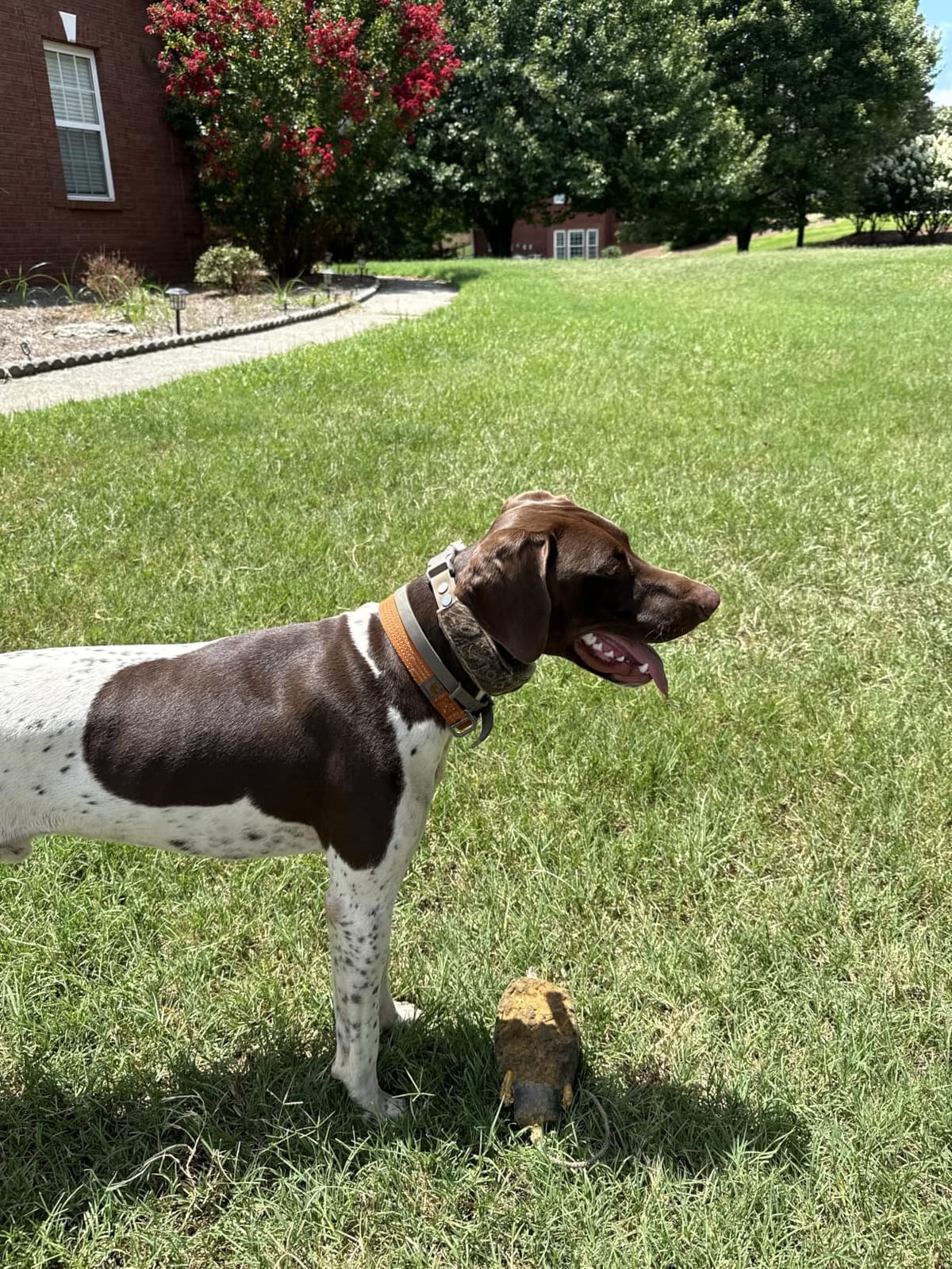Halo Collar 5 GPS Wireless Dog Fence | Keep Your Dog Safe with Custom Boundaries, Real-Time Tracking, and Instant Alerts at Home, Away, or Off-Grid customer photo 2