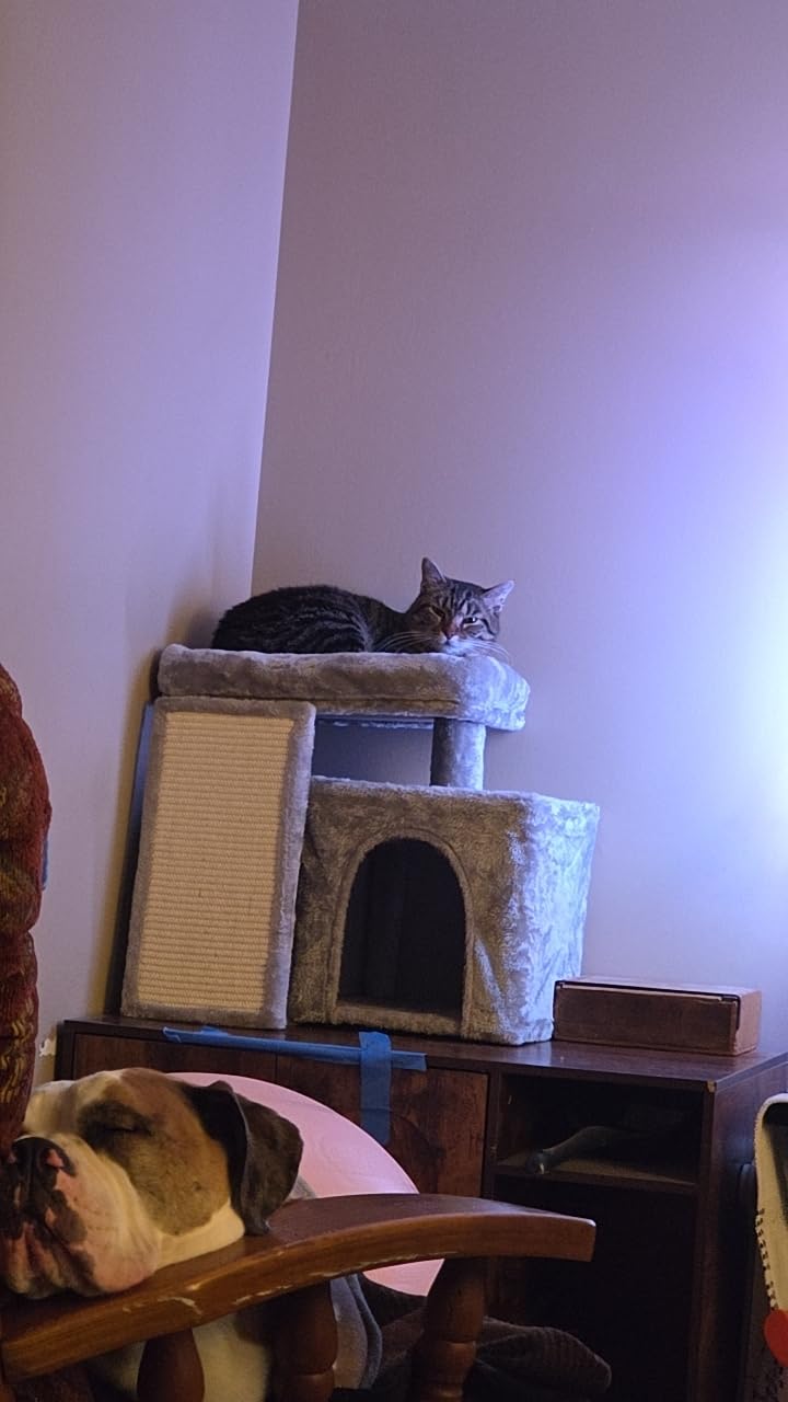 Feandrea Cat Tree, 18.3-in Small Cat Tower, Cute Kittens Condo, Summer Sand | for Small Space Room, with Sisal Scratching Post & Board, Large Padded Perch, Spacious Cave, Easy to Assemble customer photo 2
