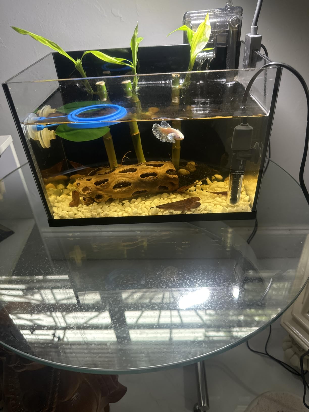 2.8 Gallon Glass Fish Tank, Small Fish Tank with Light and Filter | Aquarium Starter Kit, Nano Shrimp Aquarium for Small Fish, Shrimp, or Betta, Desktop Corner customer photo 2