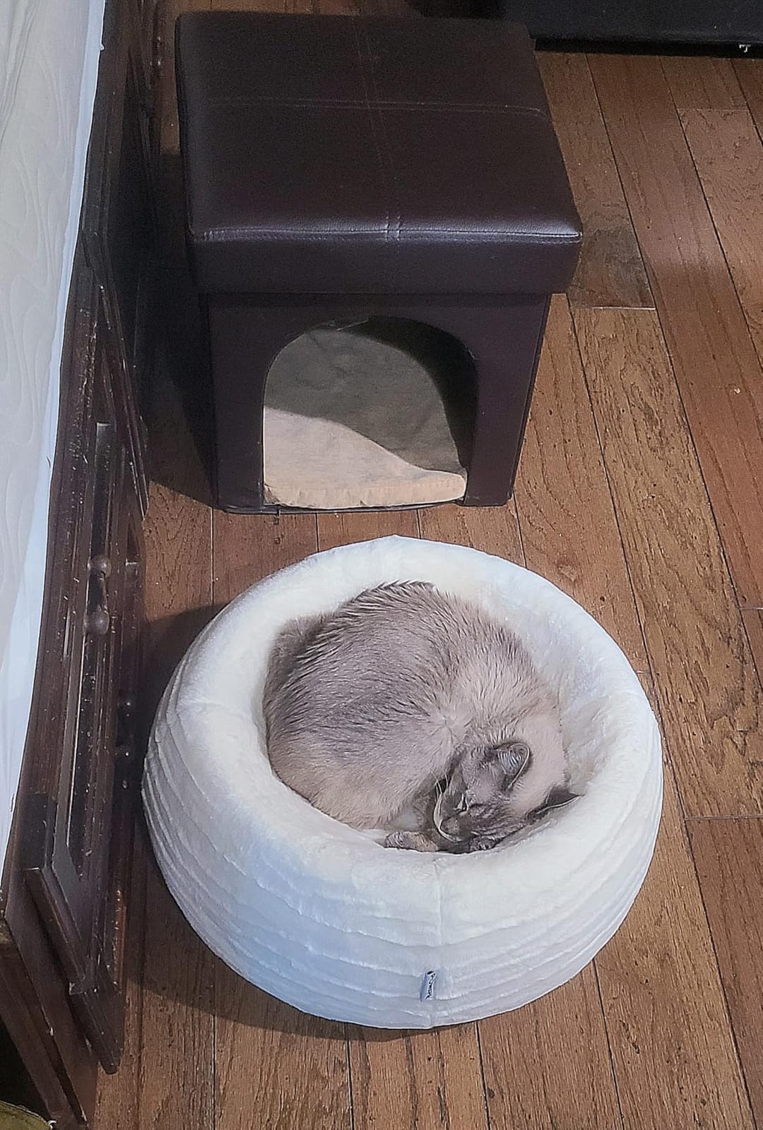 PAWSPIK Comfort Orthopedic Faux Rabbit Fur Memory Foam Cat & Small Dog Bed | Orthopedic Memory Foam, Non-slip Bottom, Removable Washable Cover, Ultra-soft Faux Rabbit Fur, Bolster Head Support customer photo 1