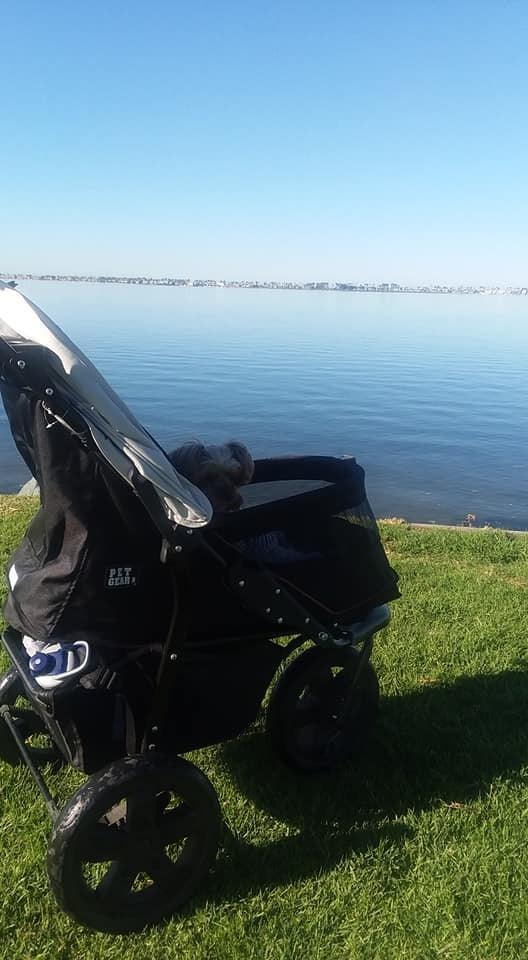Pet Gear No-Zip AT3 Pet Stroller for Cats/Dogs, Sea Salt | Zipperless Entry, Easy One-Hand Fold, Jogging Tires, Removable Liner, Cup Holder + Storage Basket customer photo 2