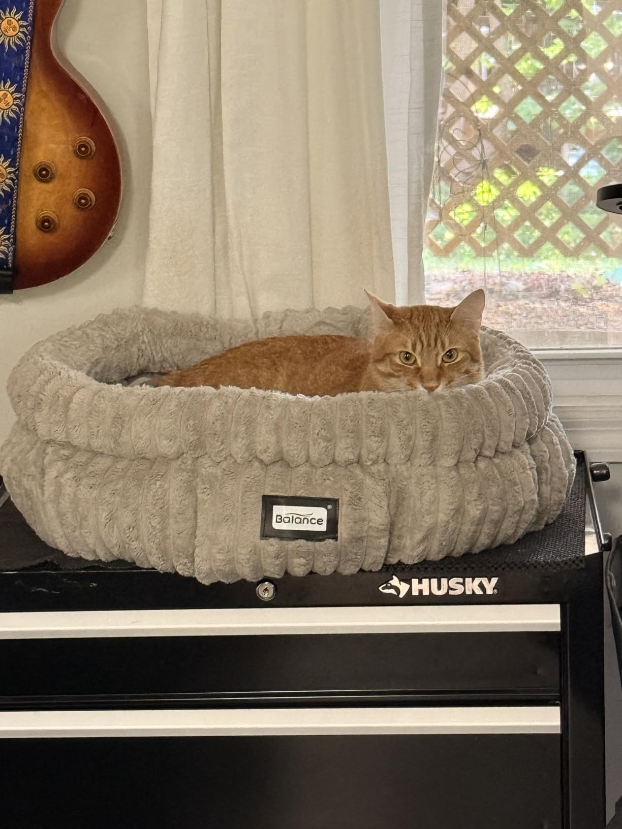 BALANCE Donut Dog Bed, 36 Inches Round Dog Bed Large Size Dogs Washable, Orthopedic Calming Dogs Beds for Kitten, Fluffy Plush Faux Fur Pet Bed with Anti-Slip Bottom customer photo 1