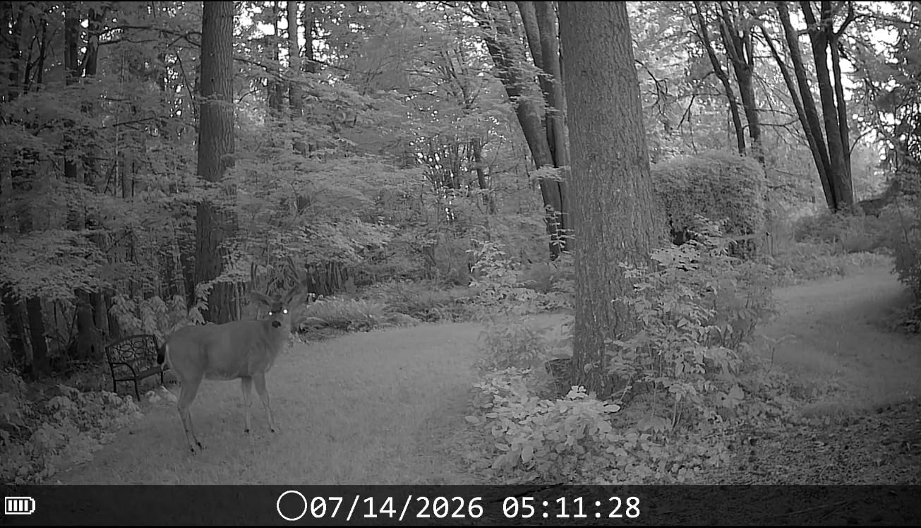 DEATTI 4K 48MP Trail Camera WiFi Bluetooth Connection,Game Camera with 0.1s Trigger Time,Night Vision Motion Activated Wildlife Camera with 8 Batteries,32 GB SD Card, IP66 Waterproof for Deer Outdoor customer photo 2