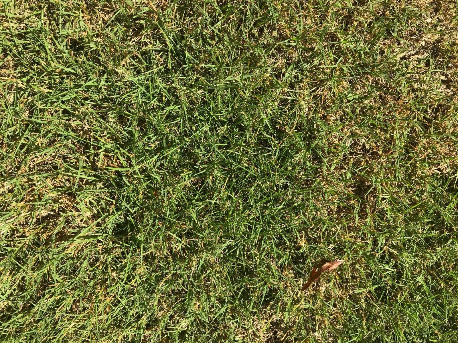 Yard Butler Sod Plugger, No-Bend Lawn Repair for Grass Plugs customer photo 2