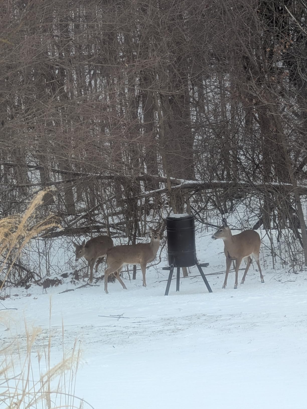 On Time 71540 Buckeye Gravity Feeder customer photo 2