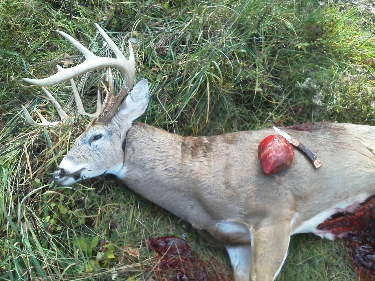 DEER SLEIGH'R Magnum Game Sled customer photo 1