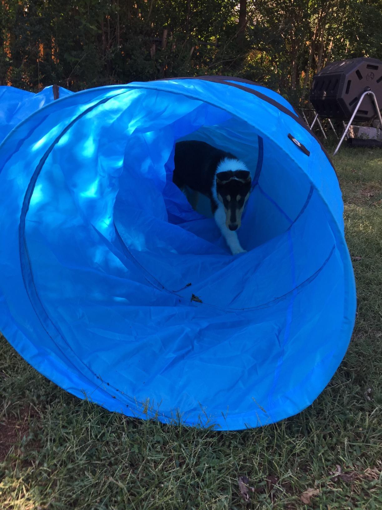 18 Ft Dog Agility Training Open Tunnel customer photo 1
