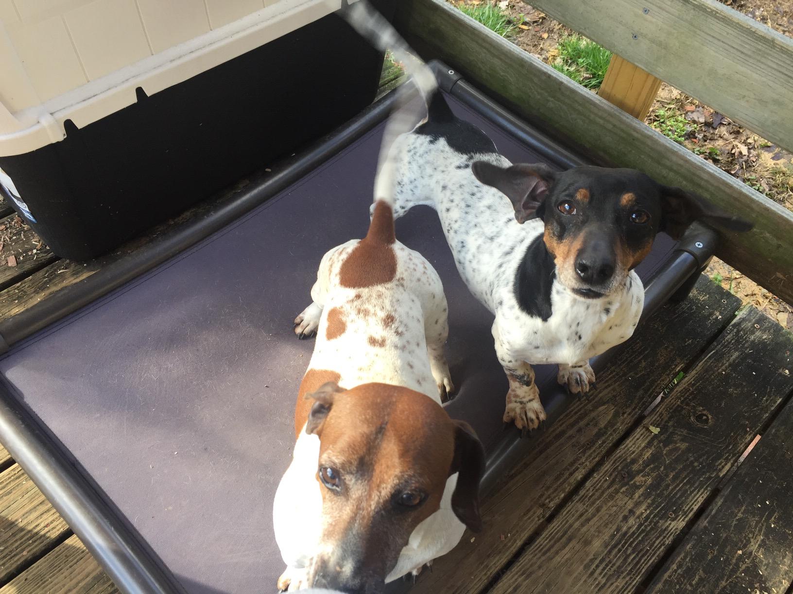 Kuranda Chewproof Elevated Dog Bed - Walnut PVC - 30
