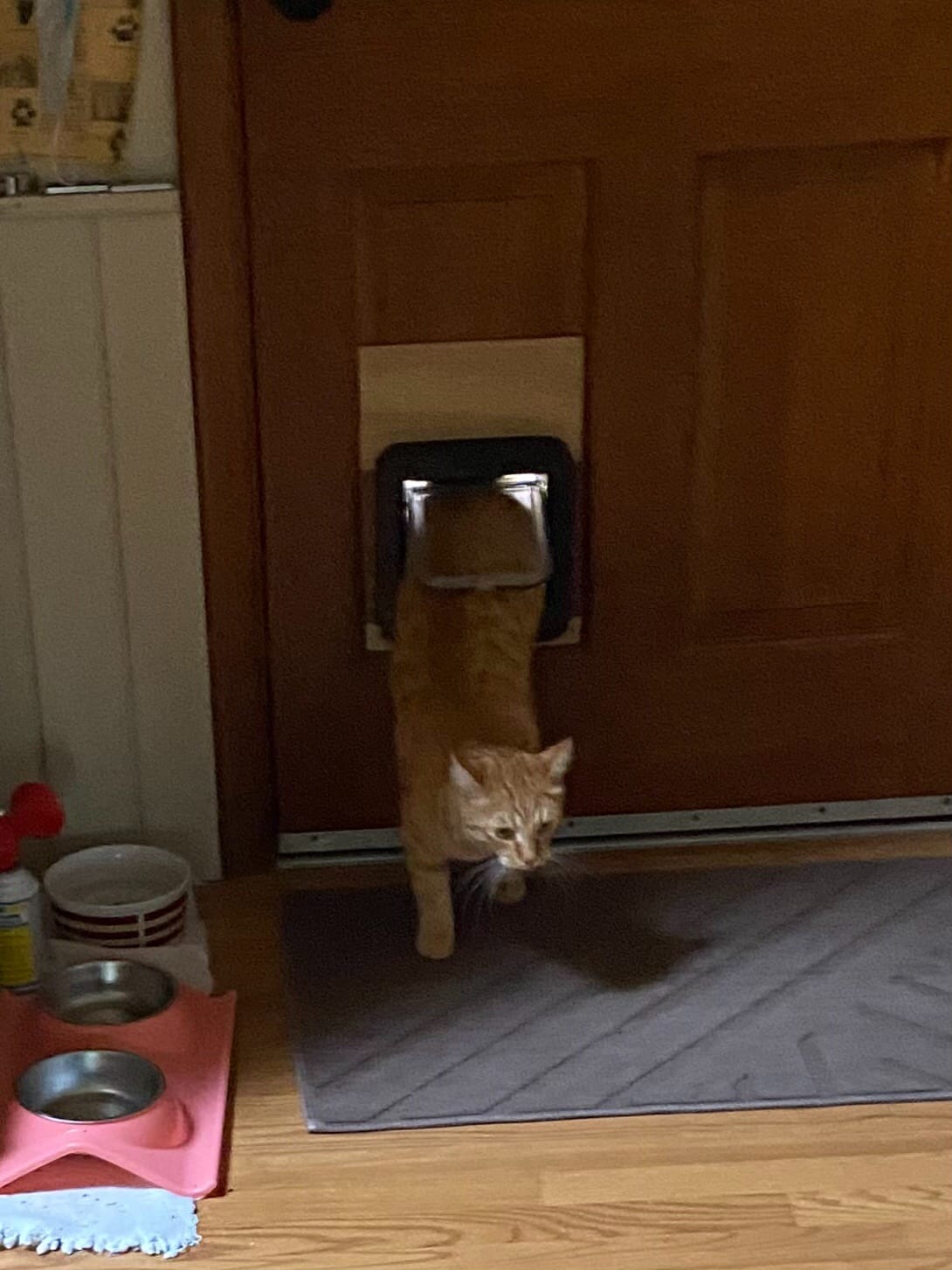 SureFlap Microchip Cat Flap customer photo 1