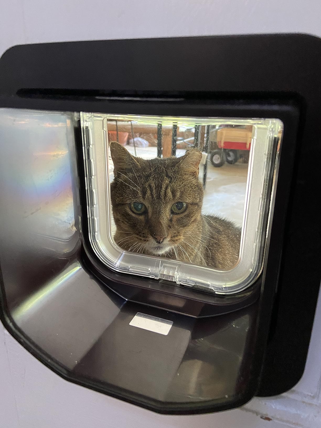 SureFlap Microchip Cat Flap customer photo 2