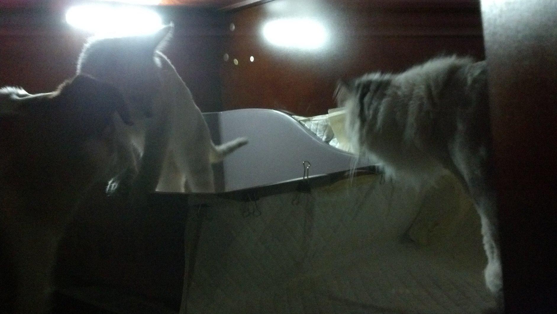 Merry Pet Cat Washroom Bench customer photo 1