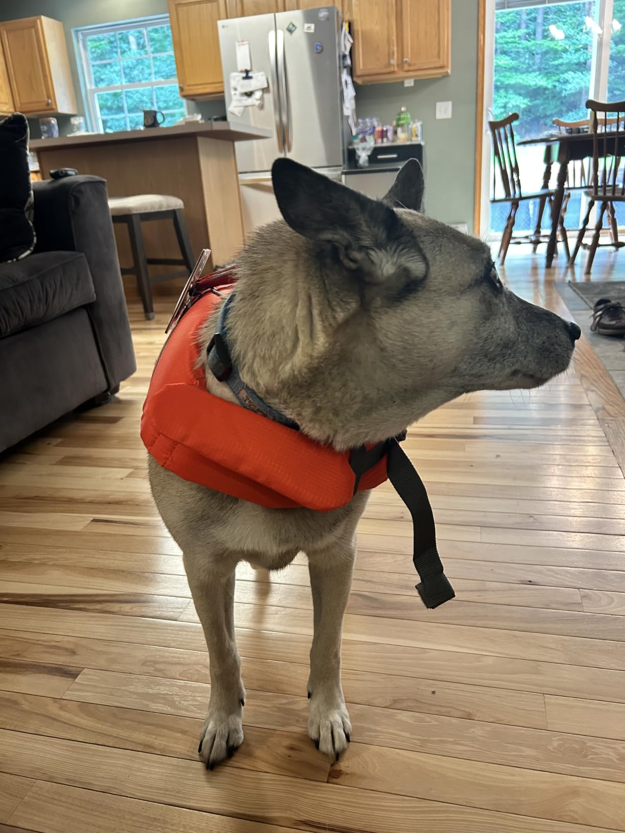 Outward Hound Granby Splash Dog Life Jacket, Life Vest, Orange, Large customer photo 2