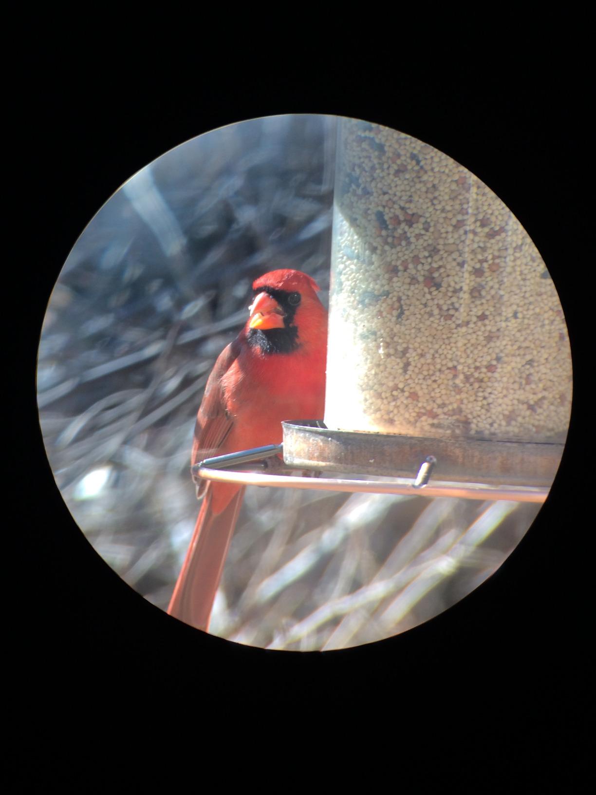 Celestron Regal M2 100ED Spotting Scope with Zoom Eyepiece for Long-Range customer photo 2