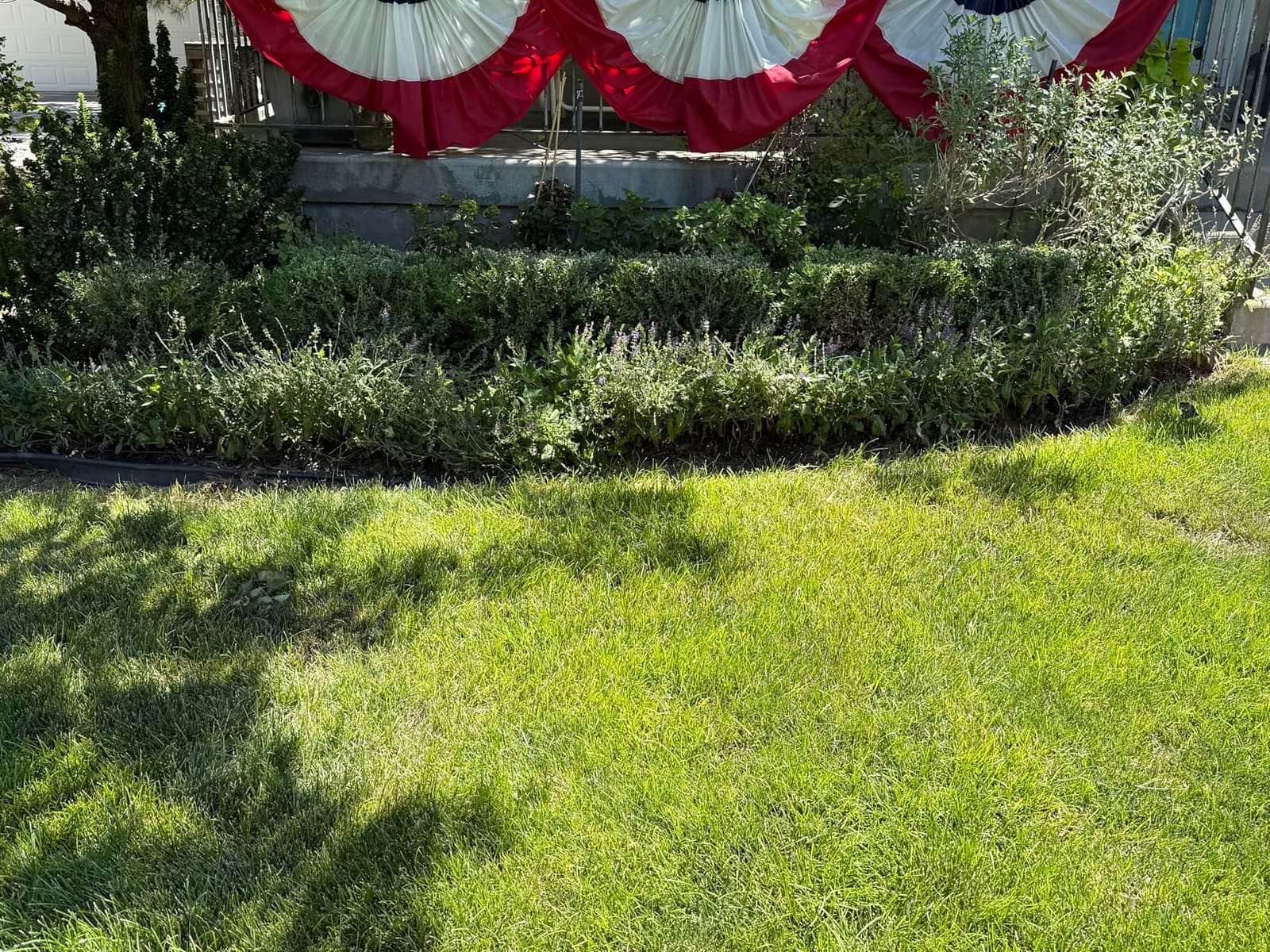 BLACK+DECKER Electric Hedge Trimmer, 17-Inch Corded 3.2 Amp, Dual Action, Reduced Vibration, Cleaner Cut, Lightweight, 3800 Cuts per Min (BEHT150) customer photo 1
