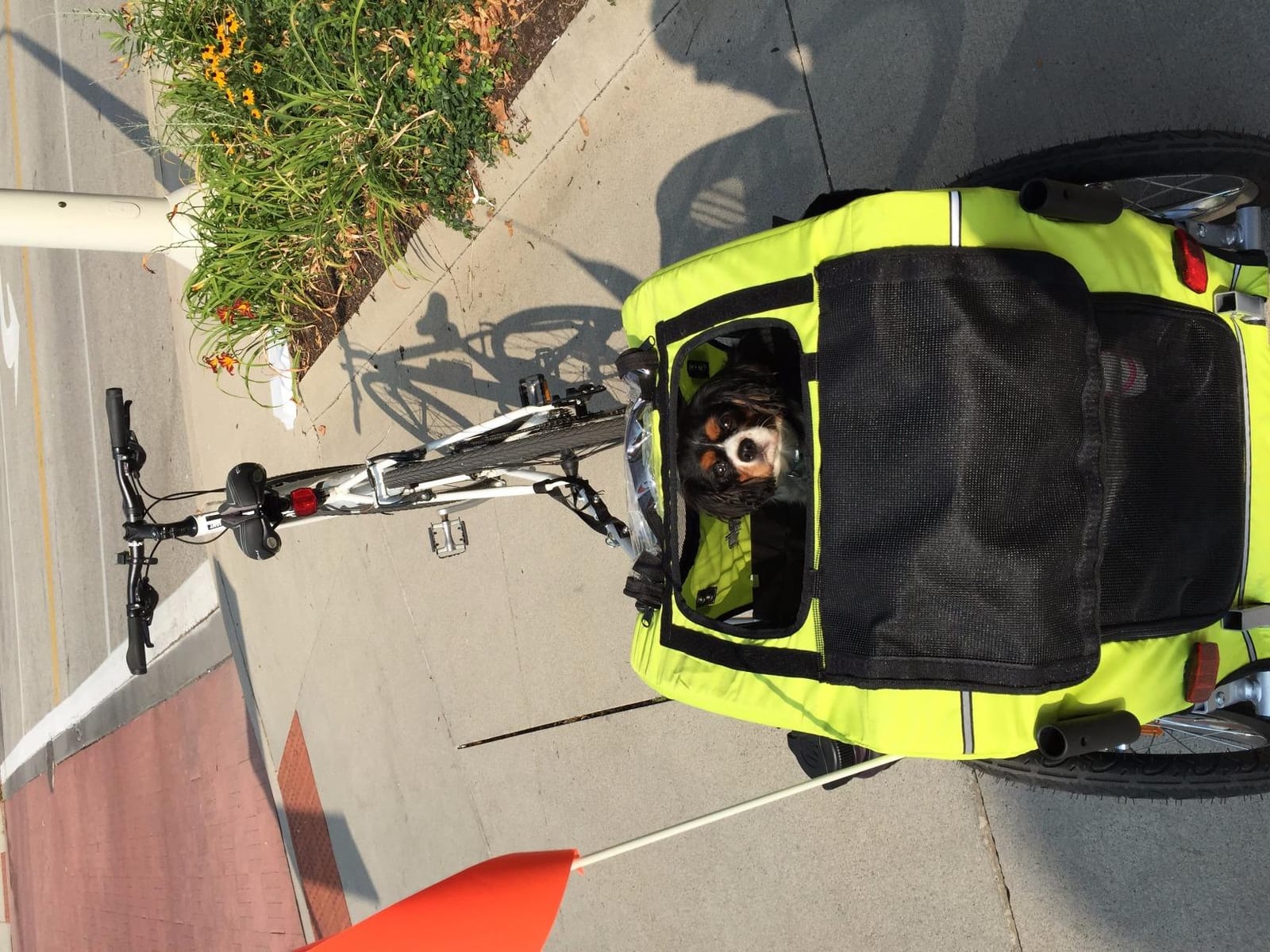 Booyah Medium Dog Stroller & Pet Bike Trailer with Suspension - Black customer photo 2