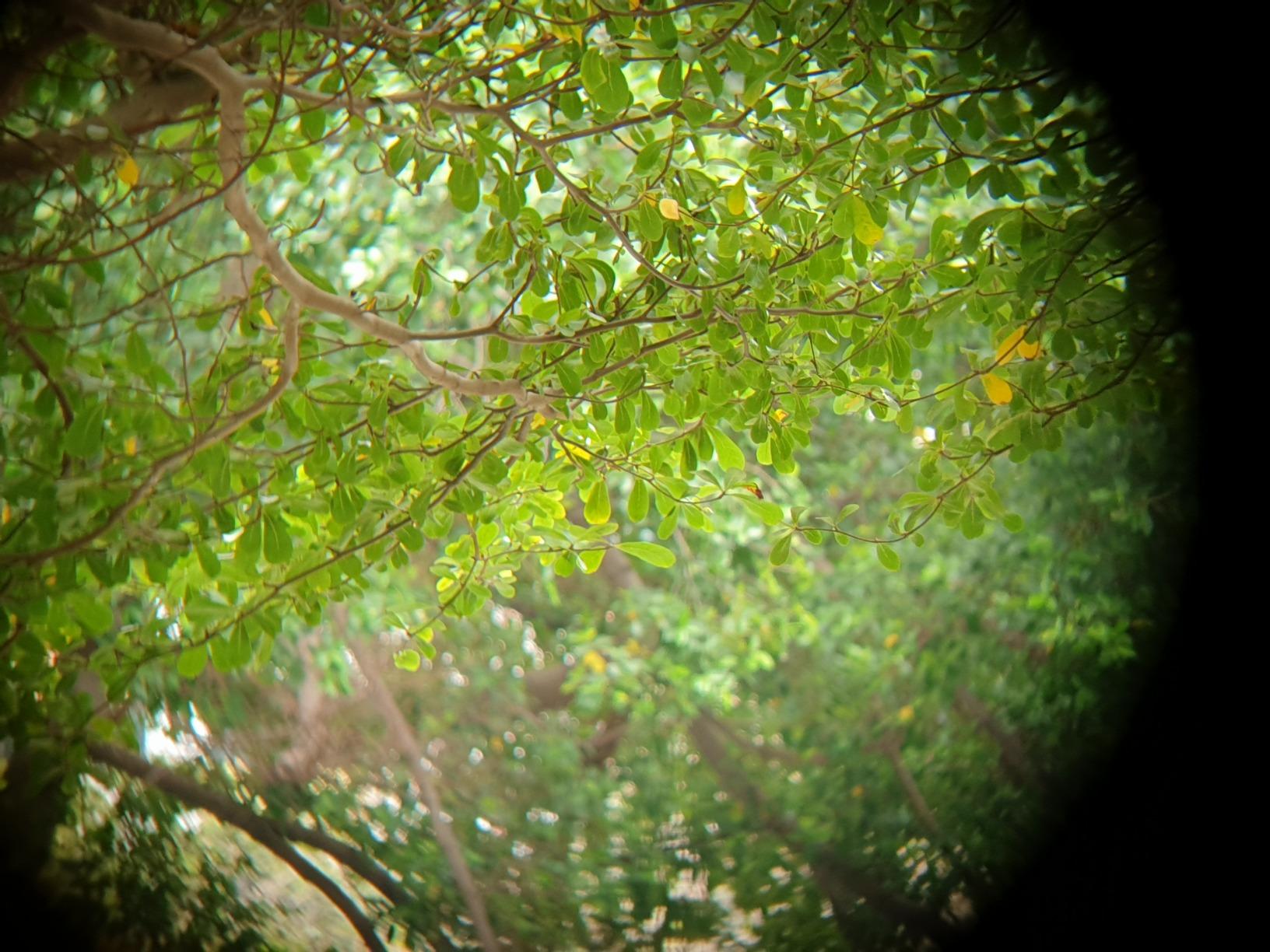 Celestron Nature DX ED 8x42 Premium Waterproof Birding Binoculars customer photo 1